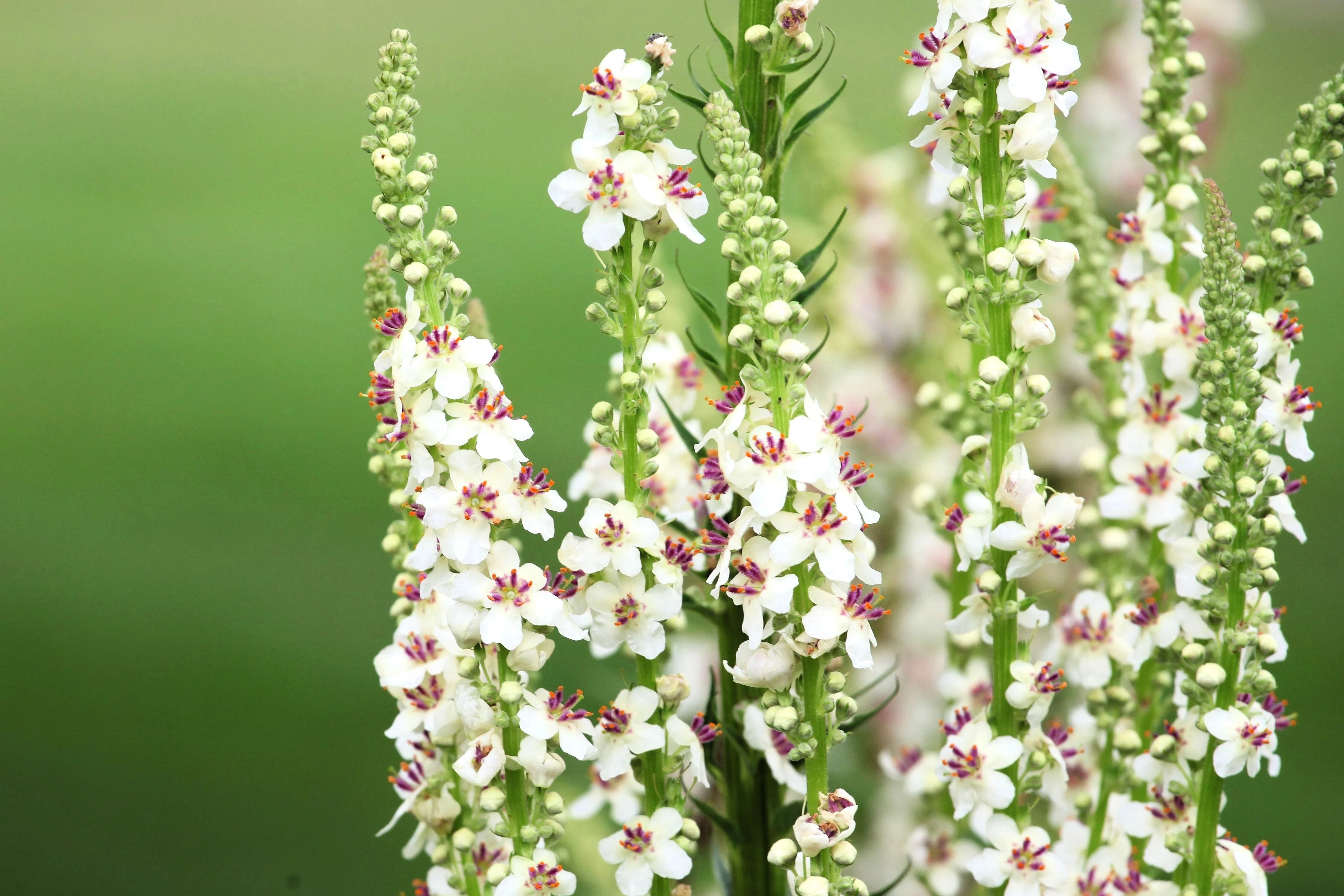 100 WHITE BLUSH VERBASCUM Blattaria Albiflorum Moth Mullein Flower Seeds - Image 2