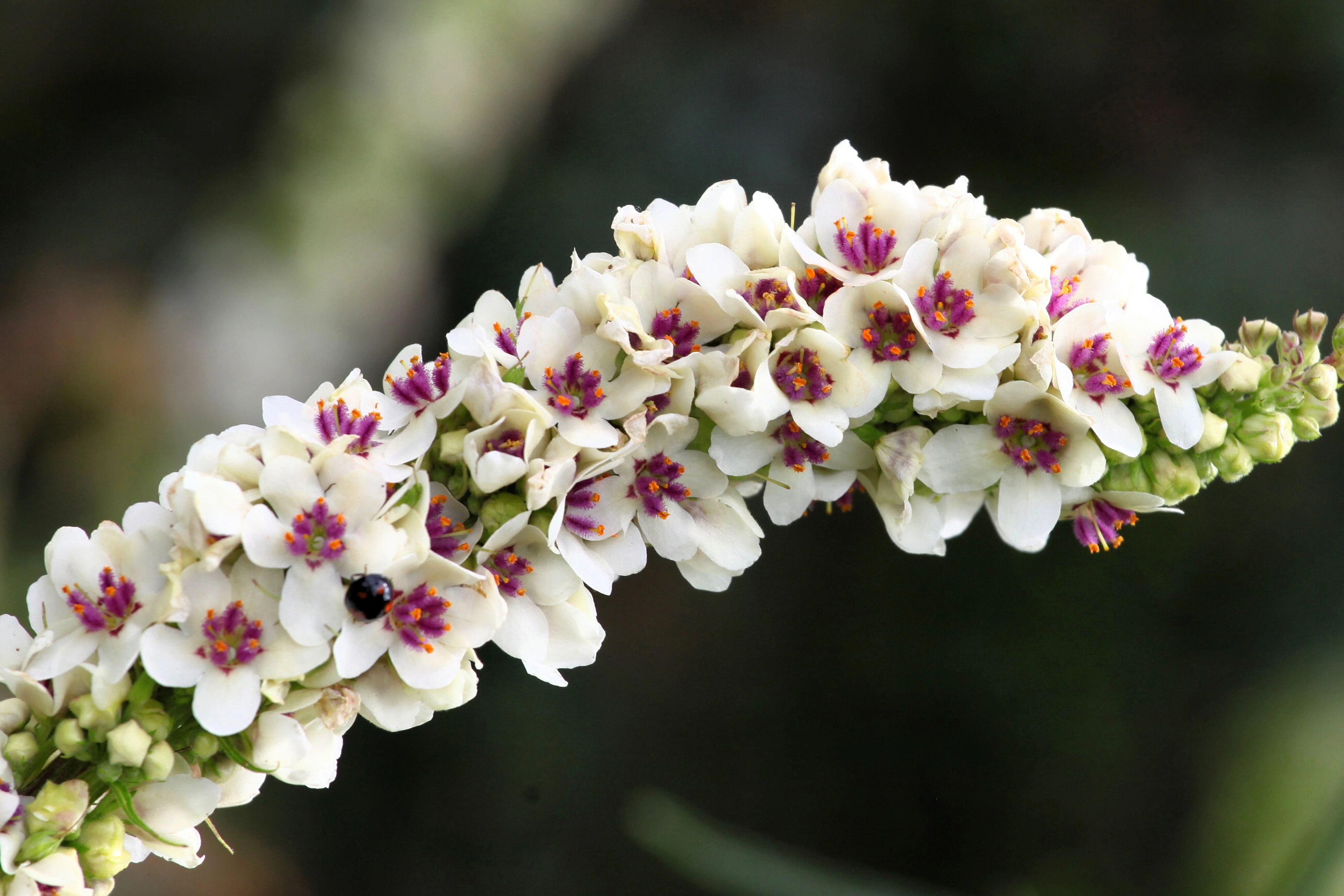 100 WHITE BLUSH VERBASCUM Blattaria Albiflorum Moth Mullein Flower Seeds - Image 3