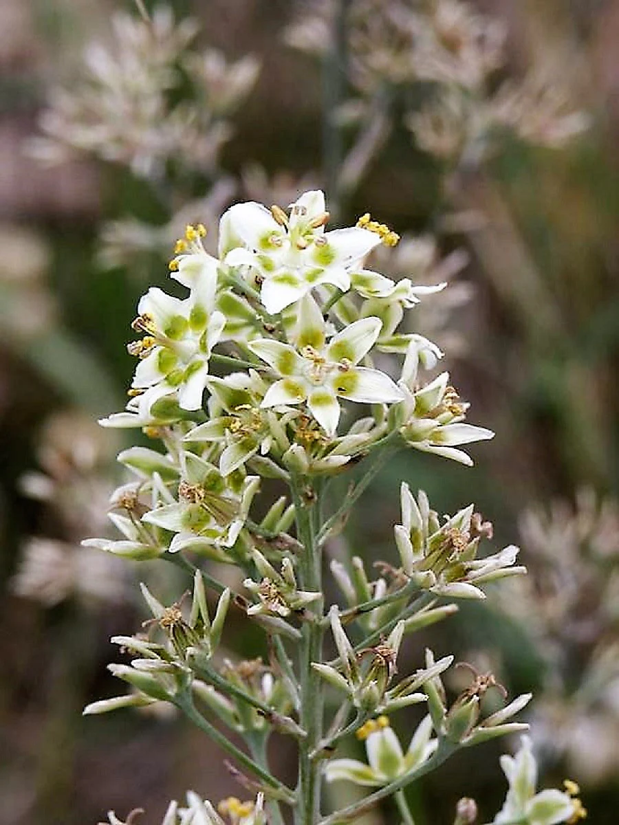 100 WHITE CAMAS Anticlea Elegans Zigadenus Camass Alkali Native Flower Seeds - Image 8