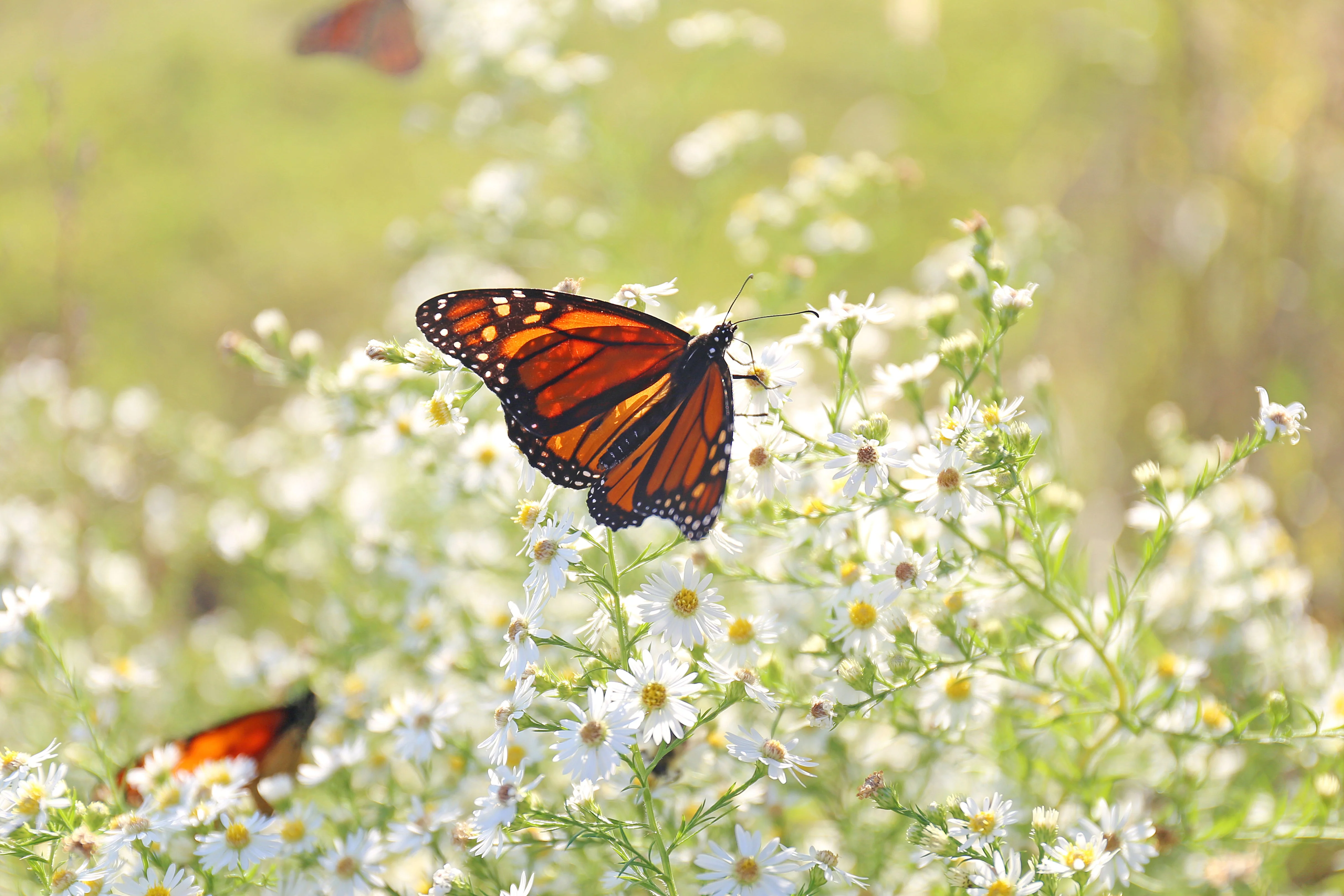 100 WHITE HEATH ASTER Prairie Ericoides Flower Seeds - Image 5