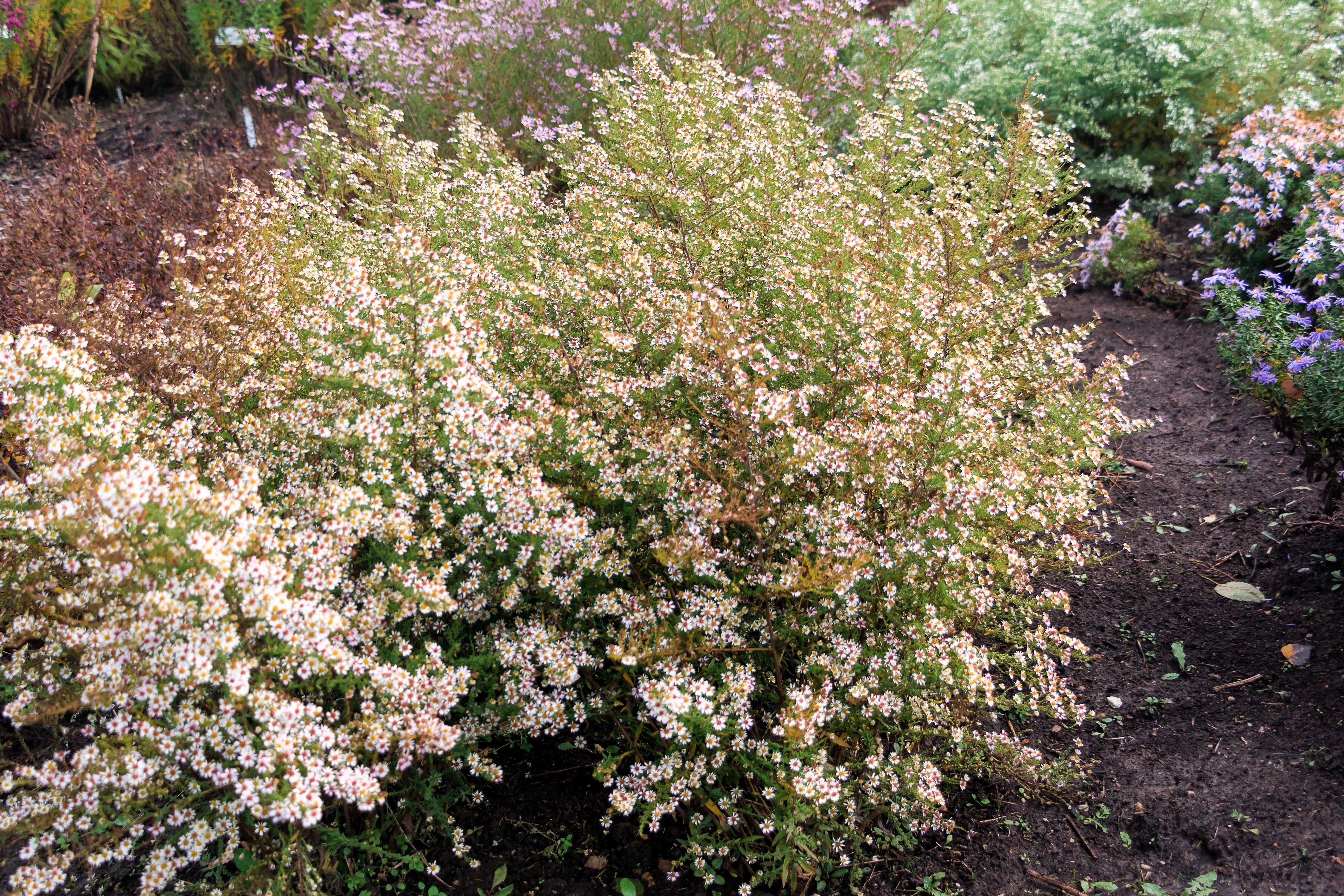 100 WHITE HEATH ASTER Prairie Ericoides Flower Seeds - Image 9