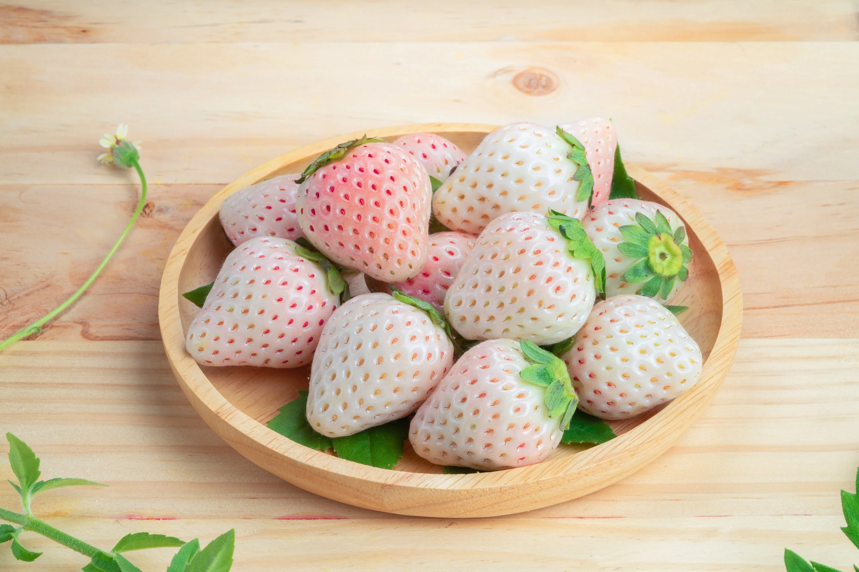 100 WHITE SOUL STRAWBERRY Fragaria Vesca Fruit Flower Berry Seeds - Image 3