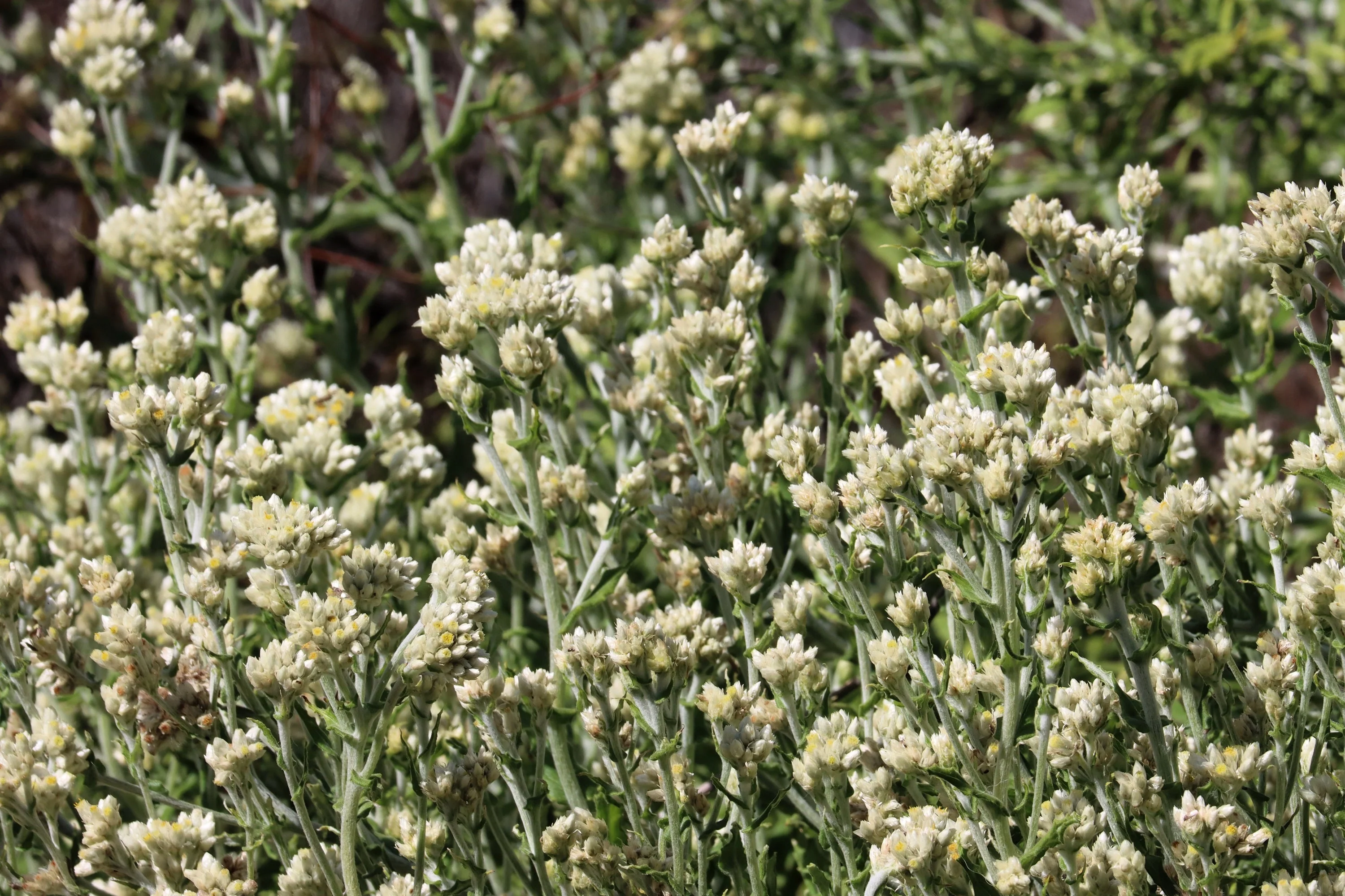 100 White SWEET EVERLASTING Gnaphalium Obtusifolium Butterfly Flower Herb Seeds - Image 2