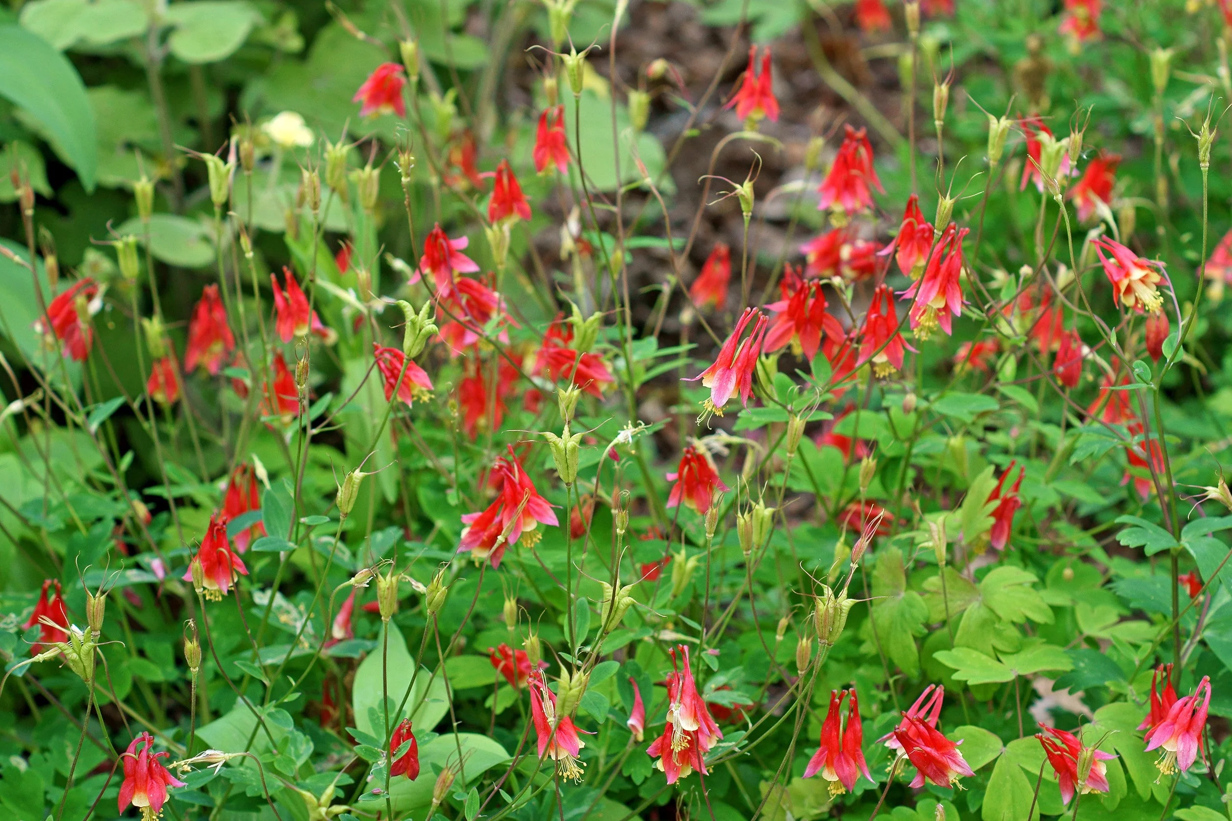 100 WILD/ CANADIAN COLUMBINE Aquilegia Canadensis Flower Seeds - Image 2
