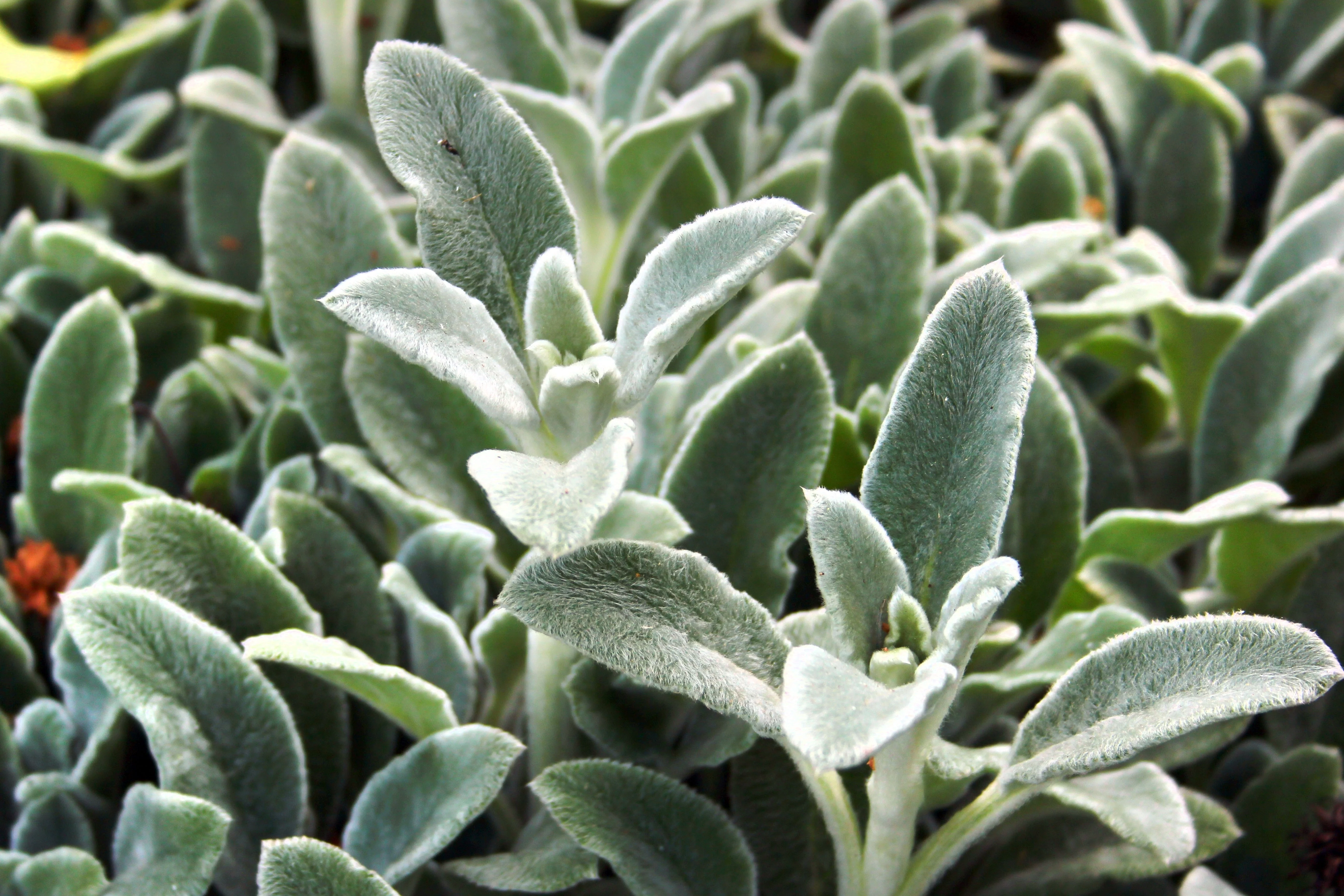 100 Wolly LAMBS EAR Stachys Byzantina Silvery Fuzzy Leaves Purple Flower Seeds - Image 3