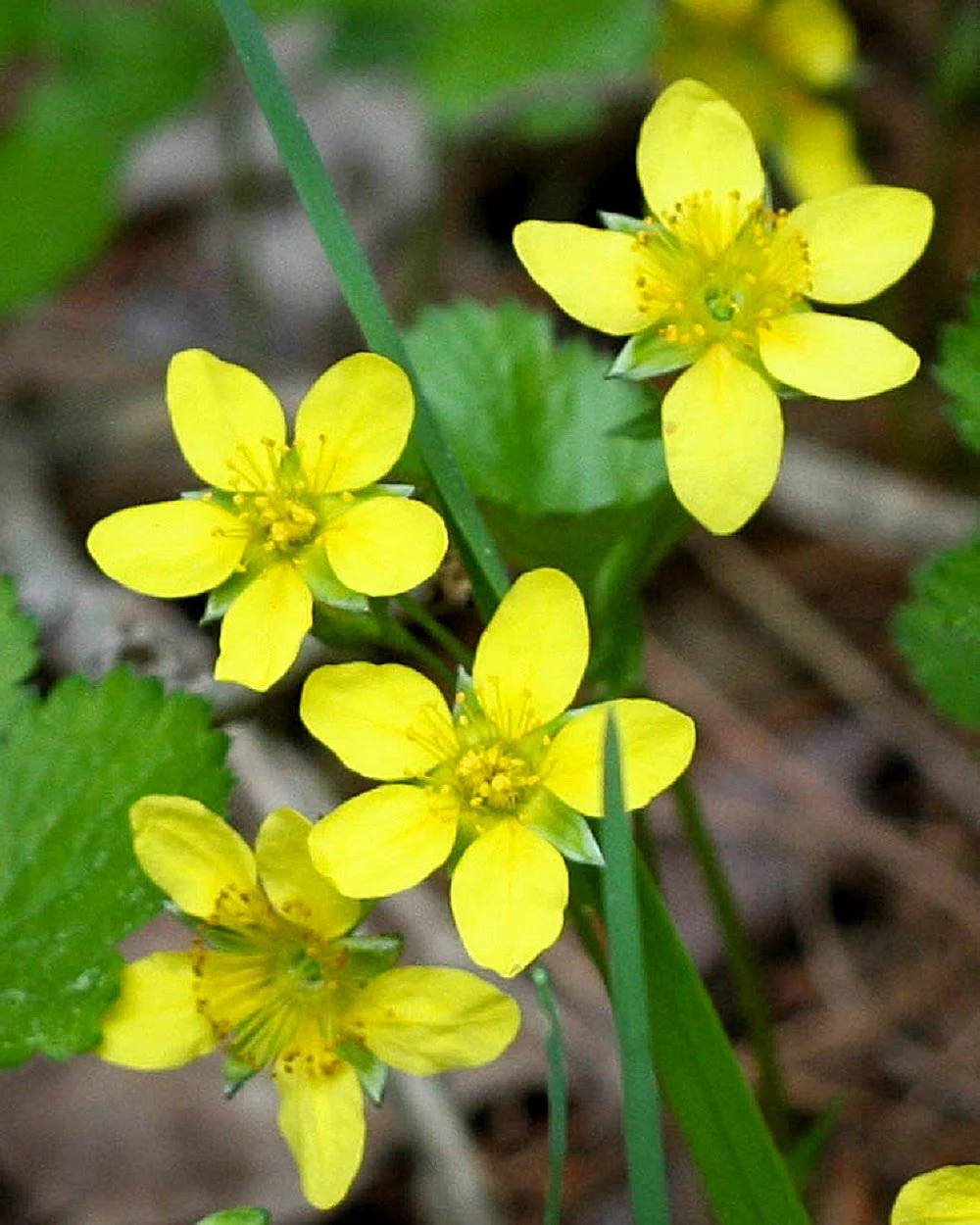 100 YELLOW AVENS Geum Aleppicum Moist Wetland Flower Seeds - Image 10