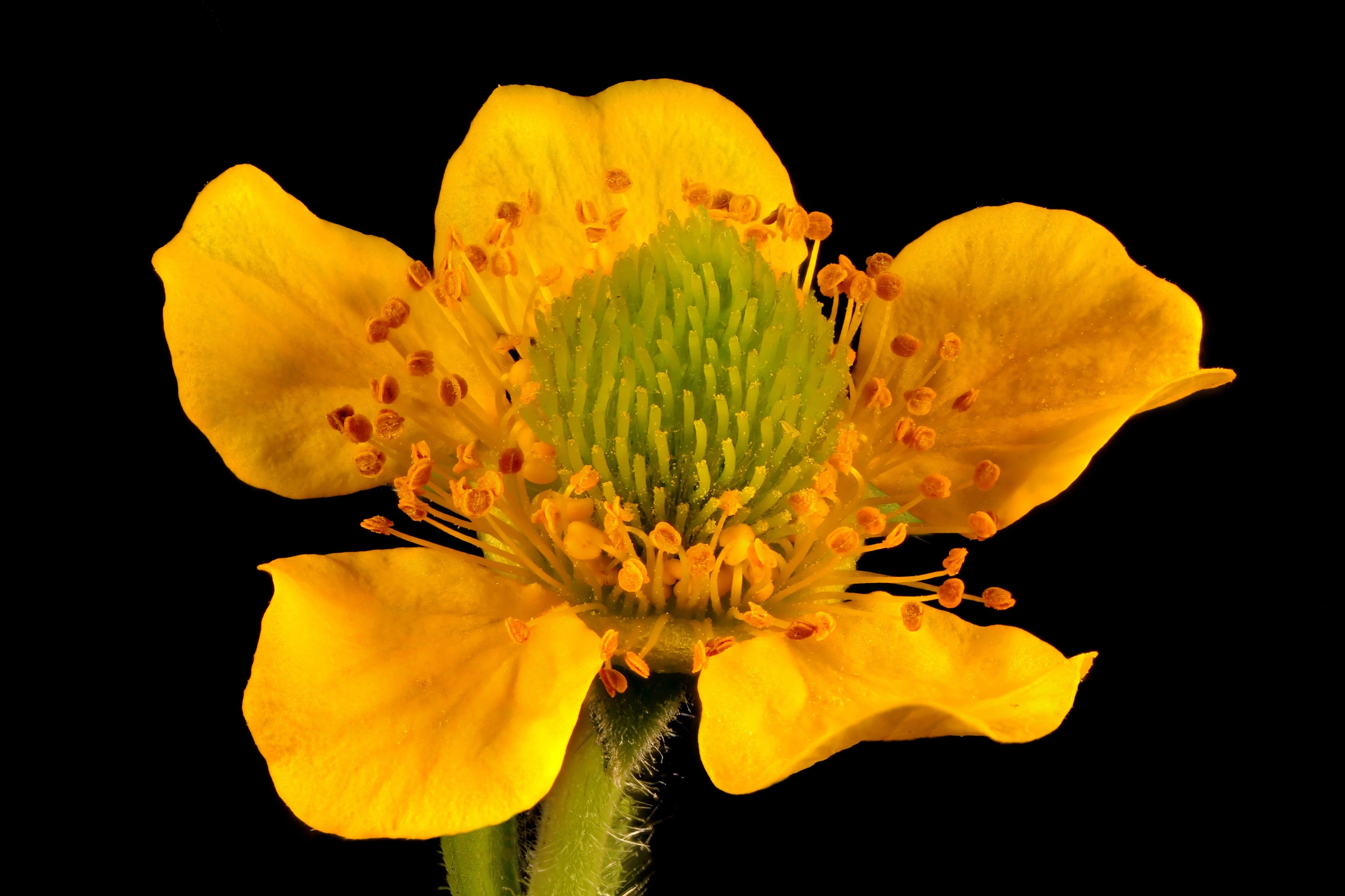 100 YELLOW AVENS Geum Aleppicum Moist Wetland Flower Seeds - Image 6