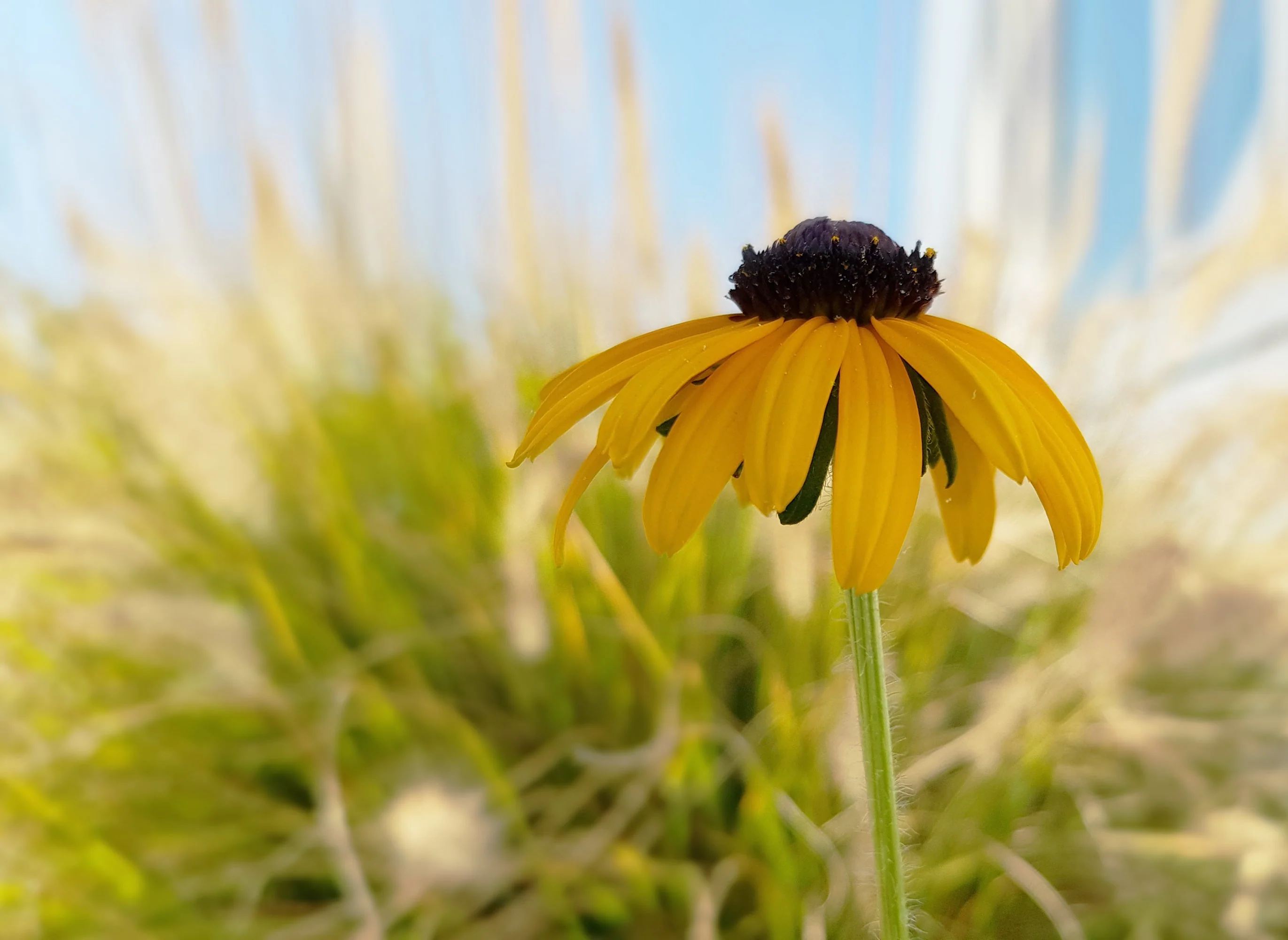 100 YELLOW CONEFLOWER Ratibida Pinnata Flower Seeds - Image 10