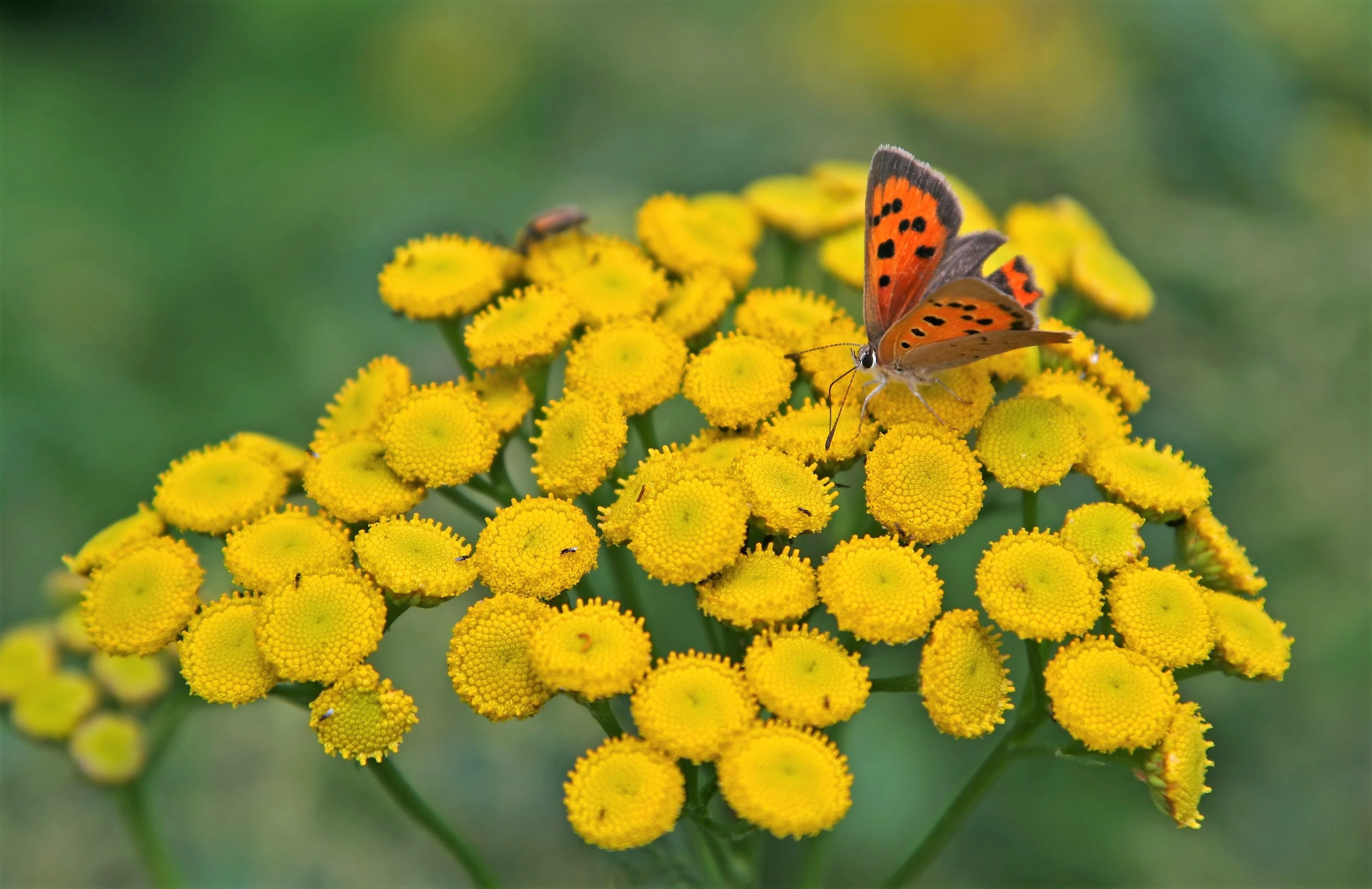100 YELLOW TANSY Double Golden Buttons Fern Leaf Tanacetum Vulgare Flower Seeds - Image 4
