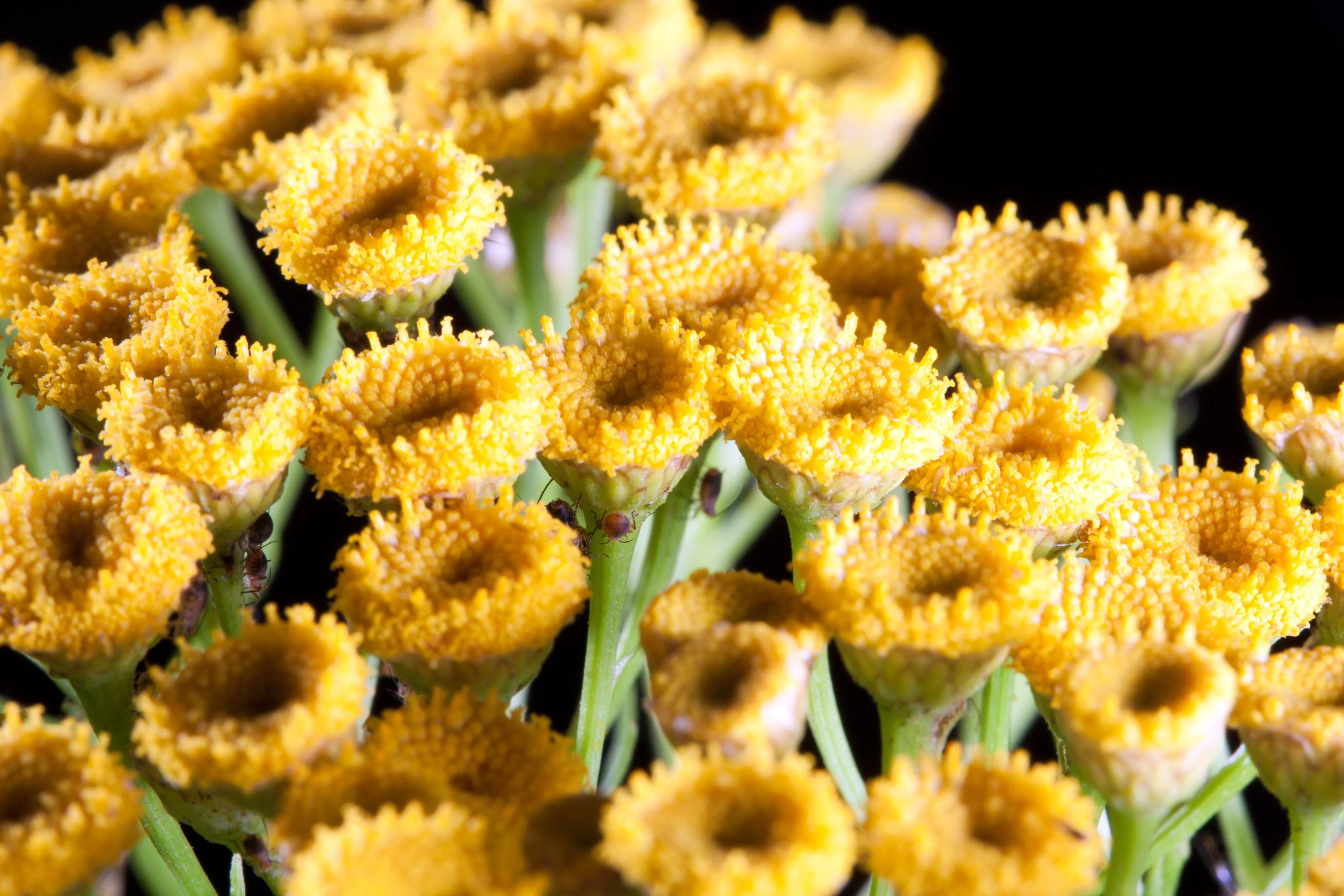 100 YELLOW TANSY Double Golden Buttons Fern Leaf Tanacetum Vulgare Flower Seeds - Image 6