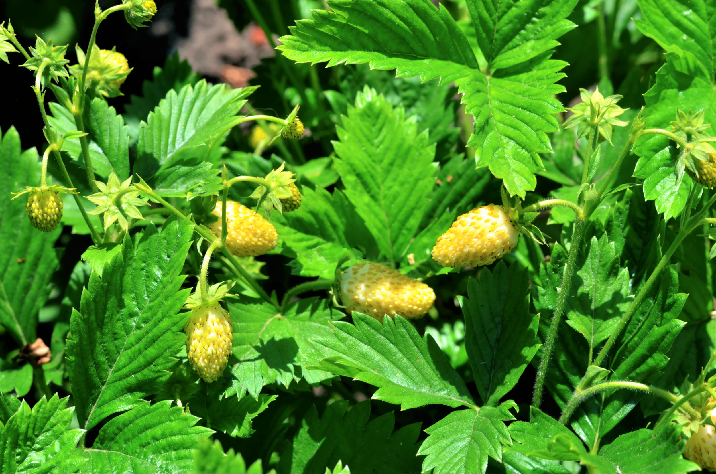 100 YELLOW WONDER STRAWBERRY Everbearing Heirloom Alpine Fragaria Vesca Yellow Berry Fruit Seeds - Image 3