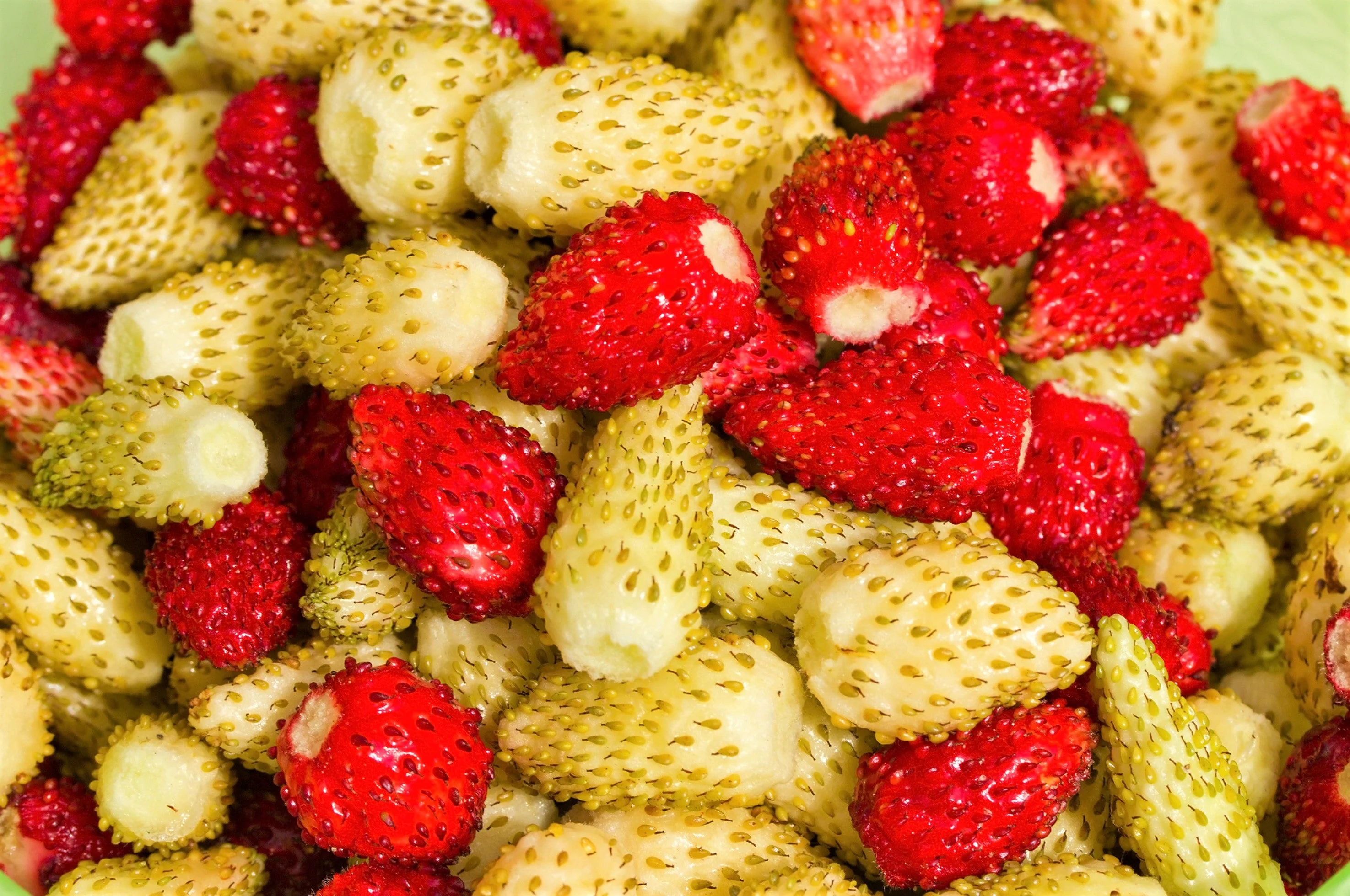 100 YELLOW WONDER STRAWBERRY Everbearing Heirloom Alpine Fragaria Vesca Yellow Berry Fruit Seeds - Image 4