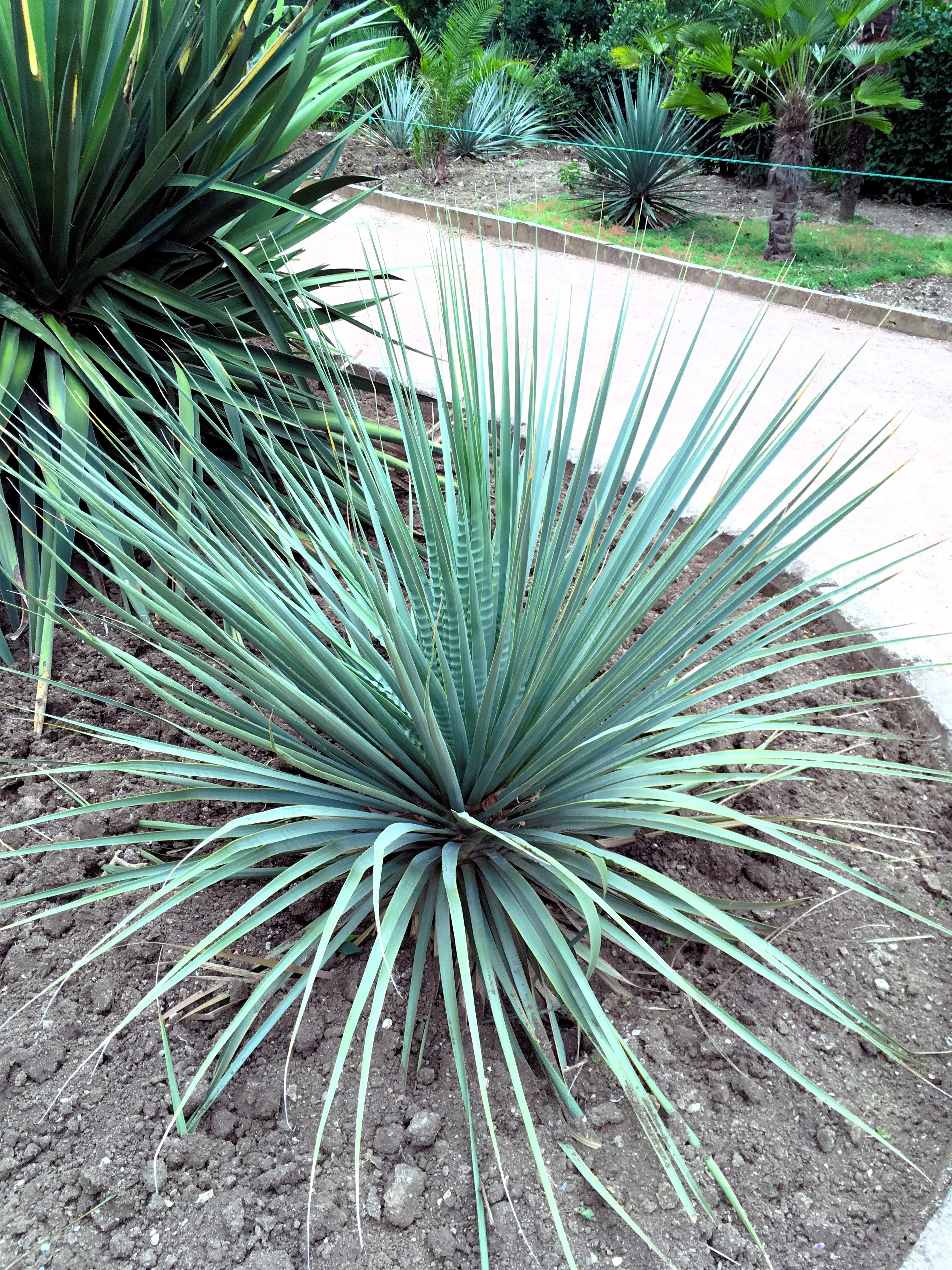 100 YUCCA (Soapweed / Soapwell / Beargrass / Great Plains Yucca) Yucca Glauca Flower Seeds - Image 10