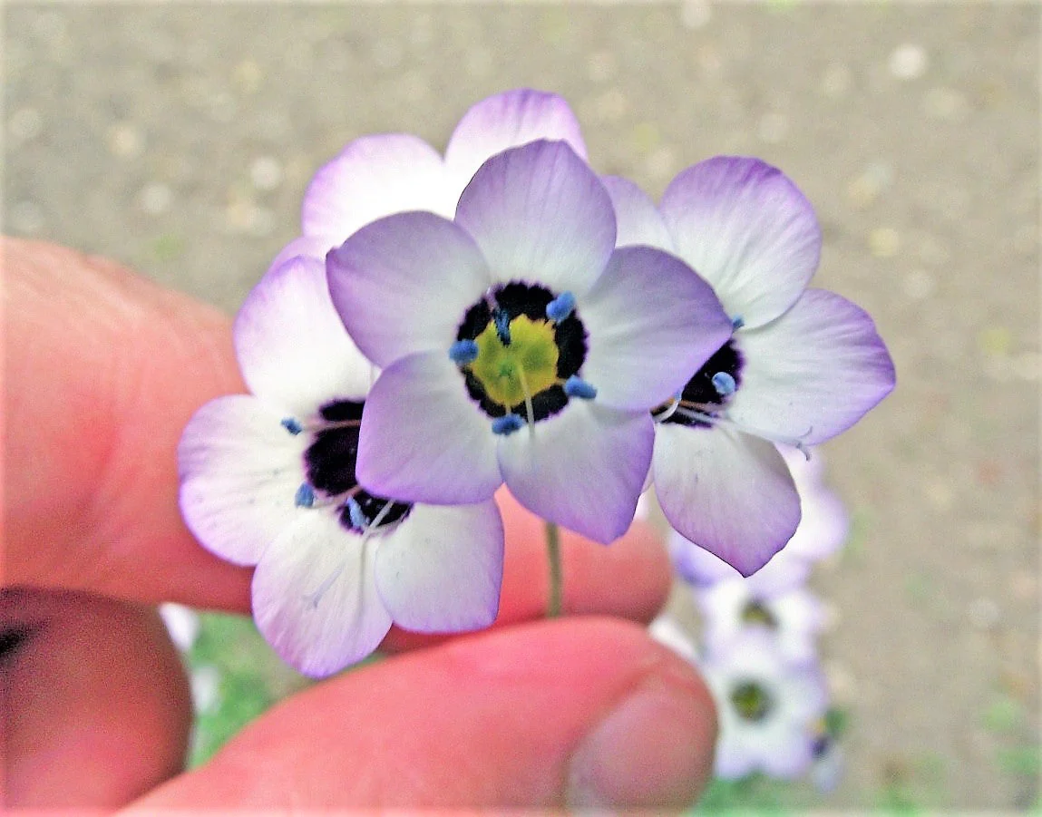 1000 BIRDS EYES Gilia Tricolor Lavender White Native Fragrant Hummingbird Flower Seeds - Image 4