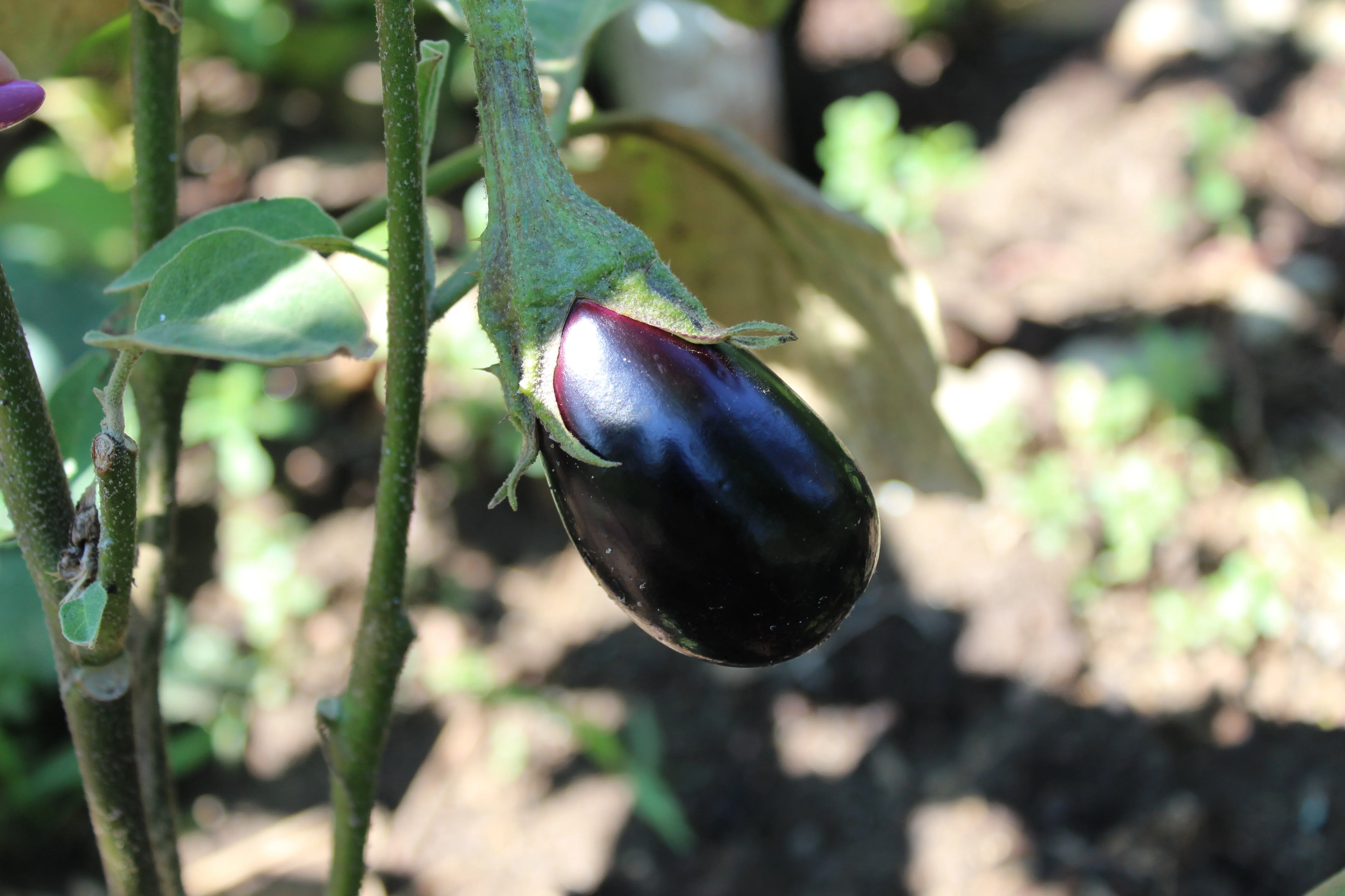 1000 BLACK BEAUTY EGGPLANT Solanum Melongena Esculentum Vegetable Seeds - Image 3
