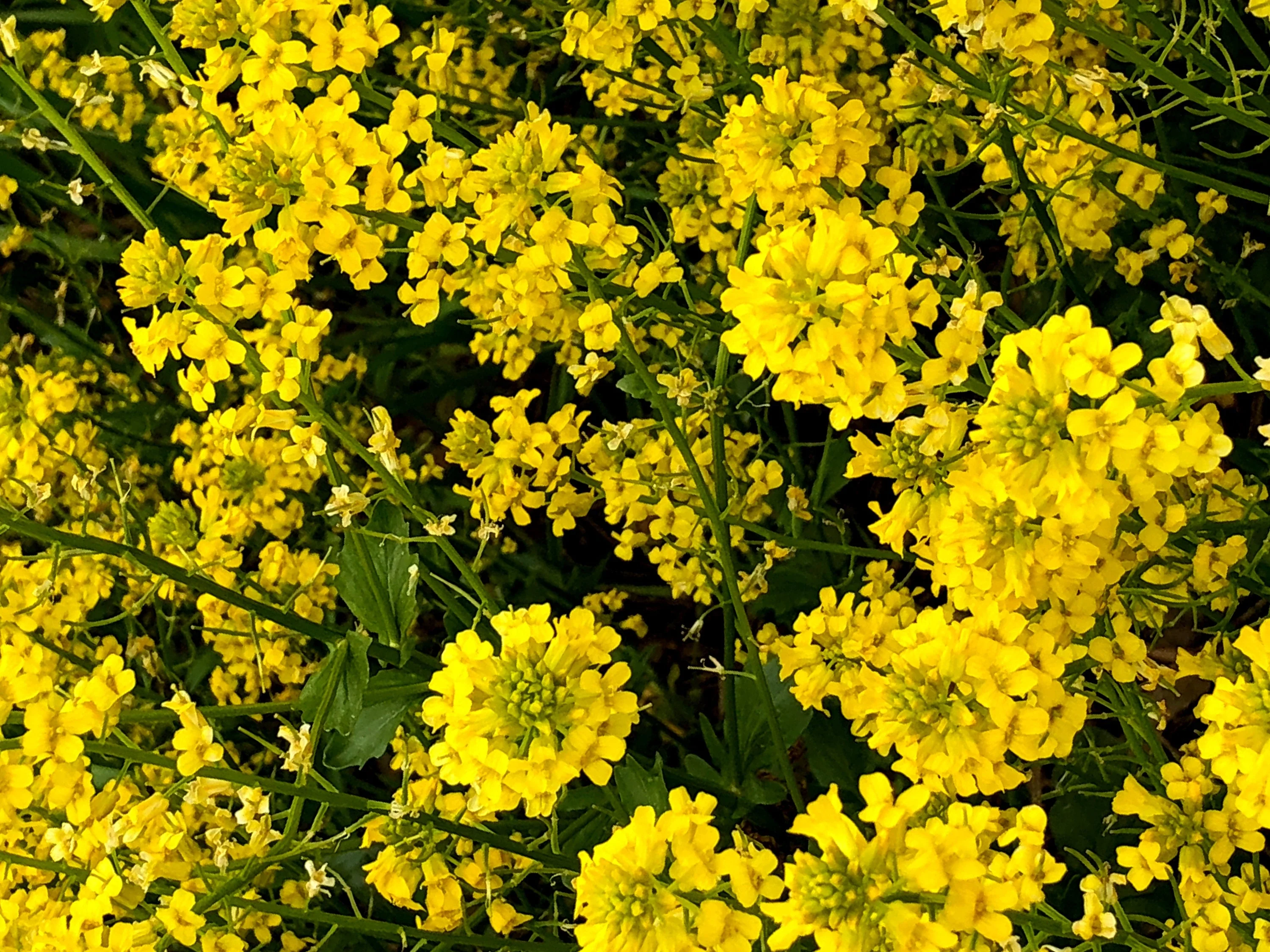 1000 BROWN MUSTARD Brassica Juncea Vegetable Herb Seeds - Image 3