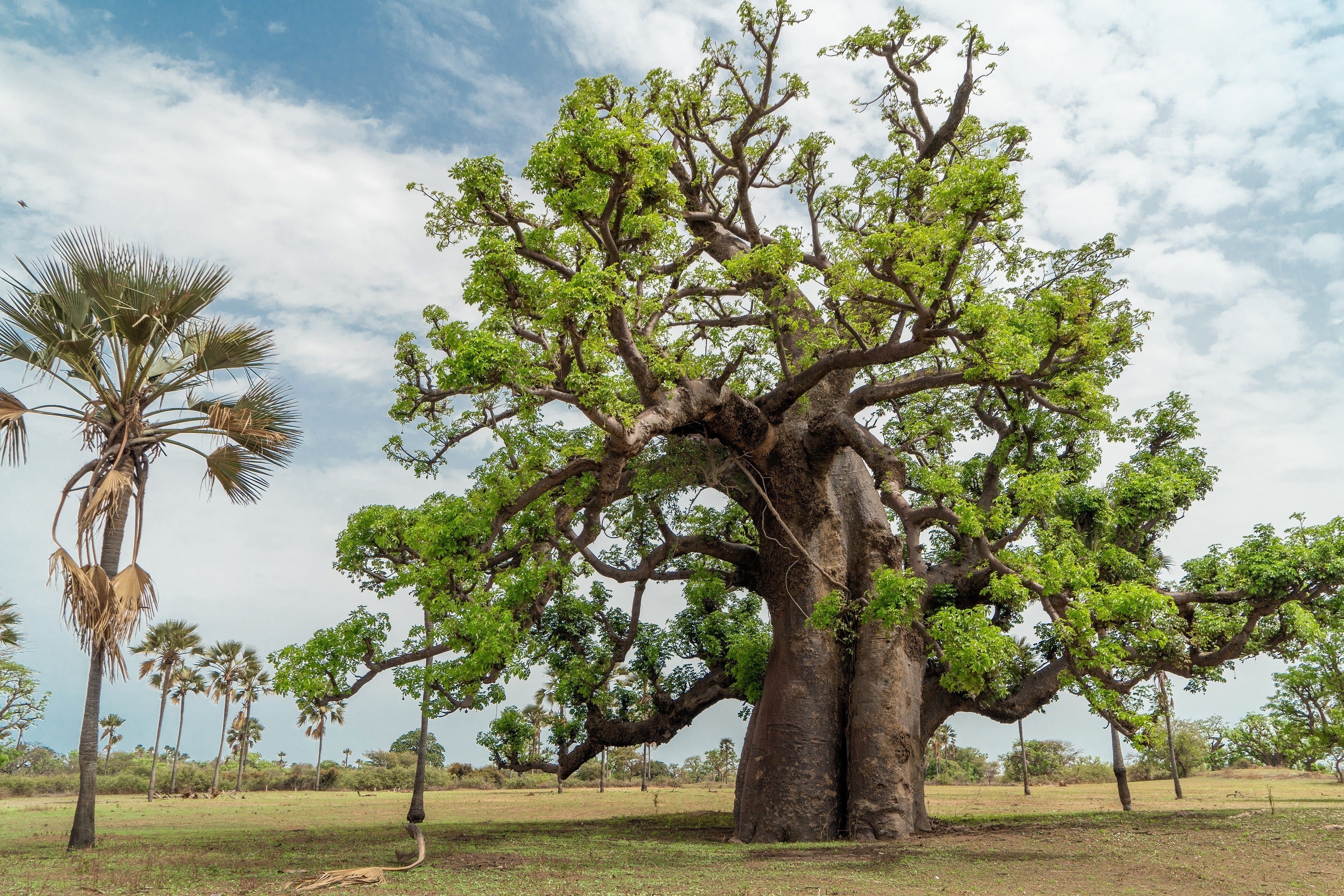 1000 BULK African BAOBAB TREE Adansonia Digitata Monkey Bread Judas Fruit Seeds - Image 2