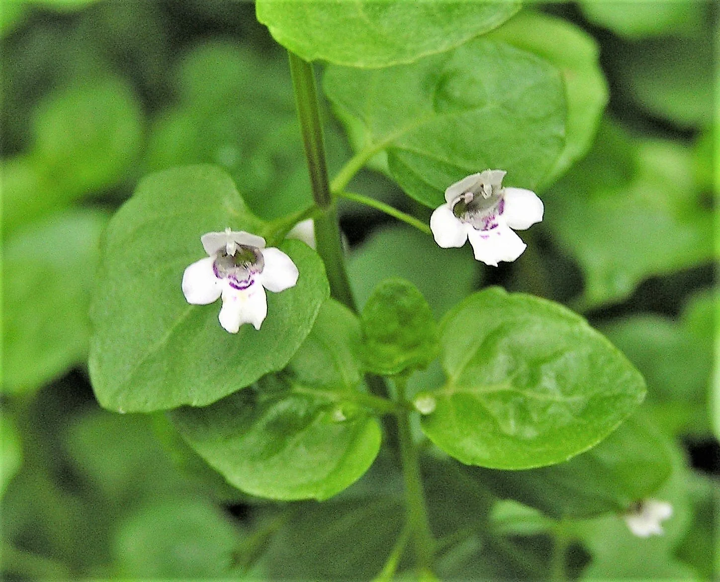 1000 Bulk CORSICAN MINT Mentha Requienii Herb Fragrant Ground Cover Flower Seeds - Image 8