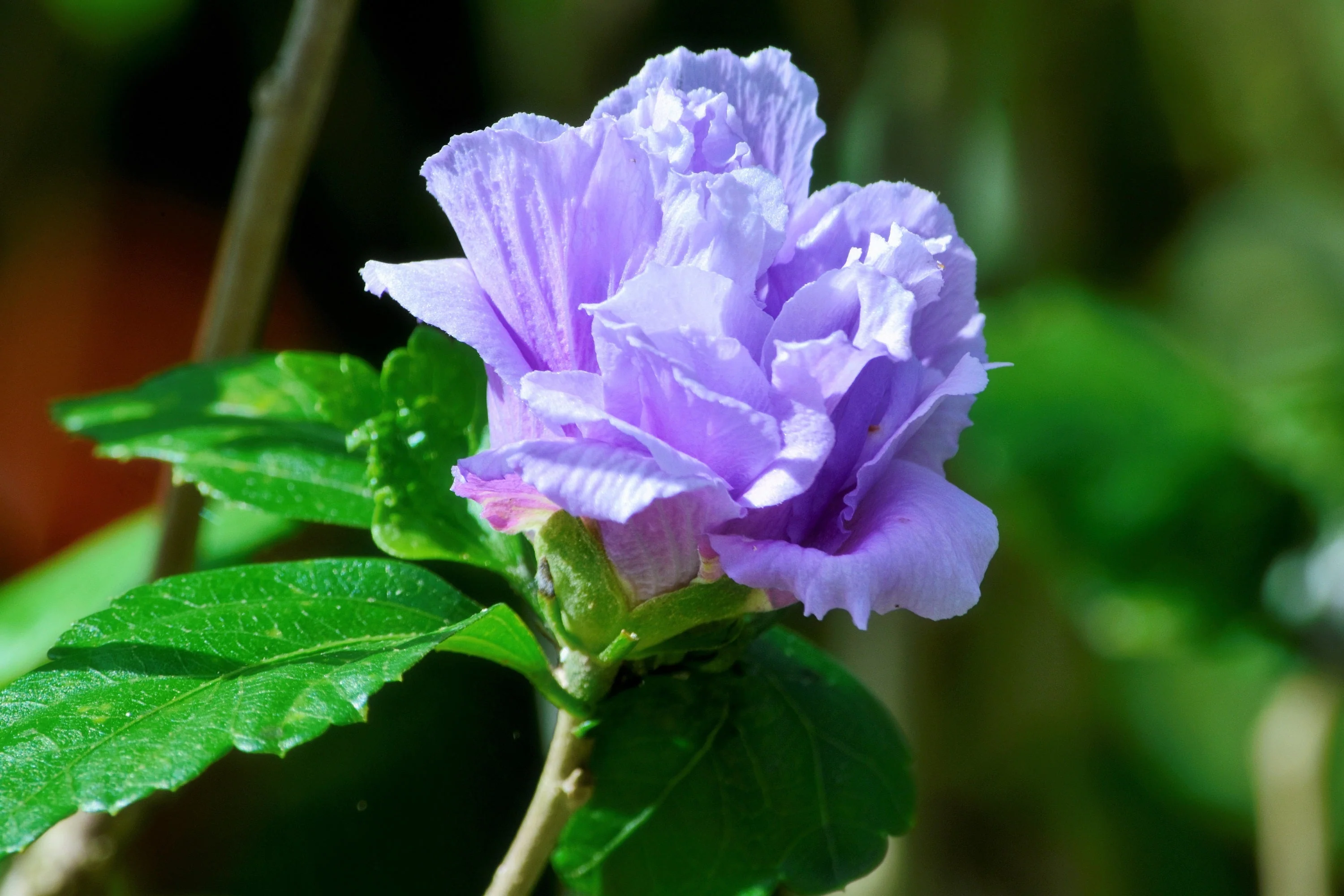 1000 BULK Mixed Colors ROSE Of SHARON HIBISCUS Syriacus Flower Tree Shrub Seeds - Image 10