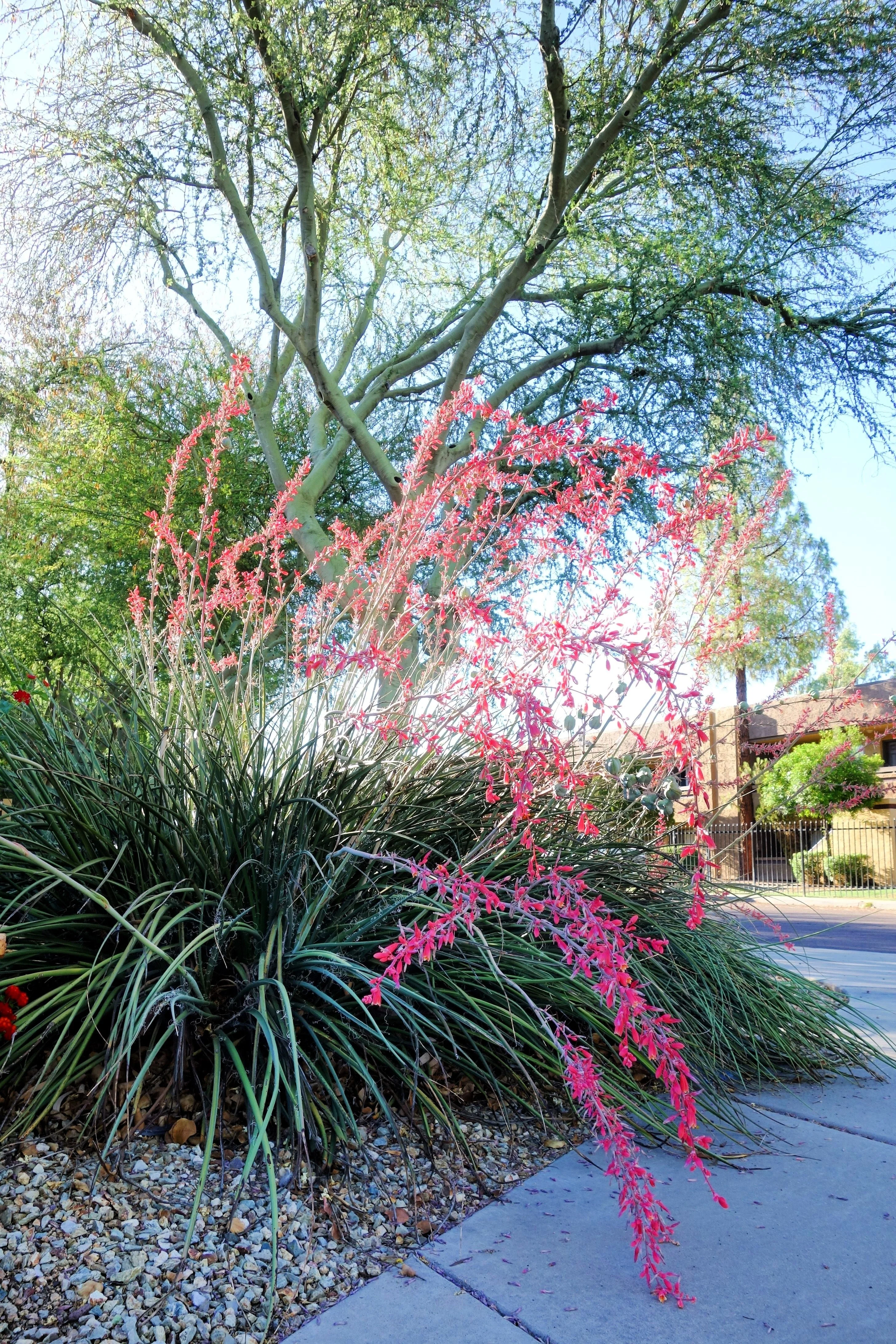 1000 Bulk RED YUCCA Hesperaloe Parviflora Hummingbird Coral Yucca Flower Seeds - Image 6