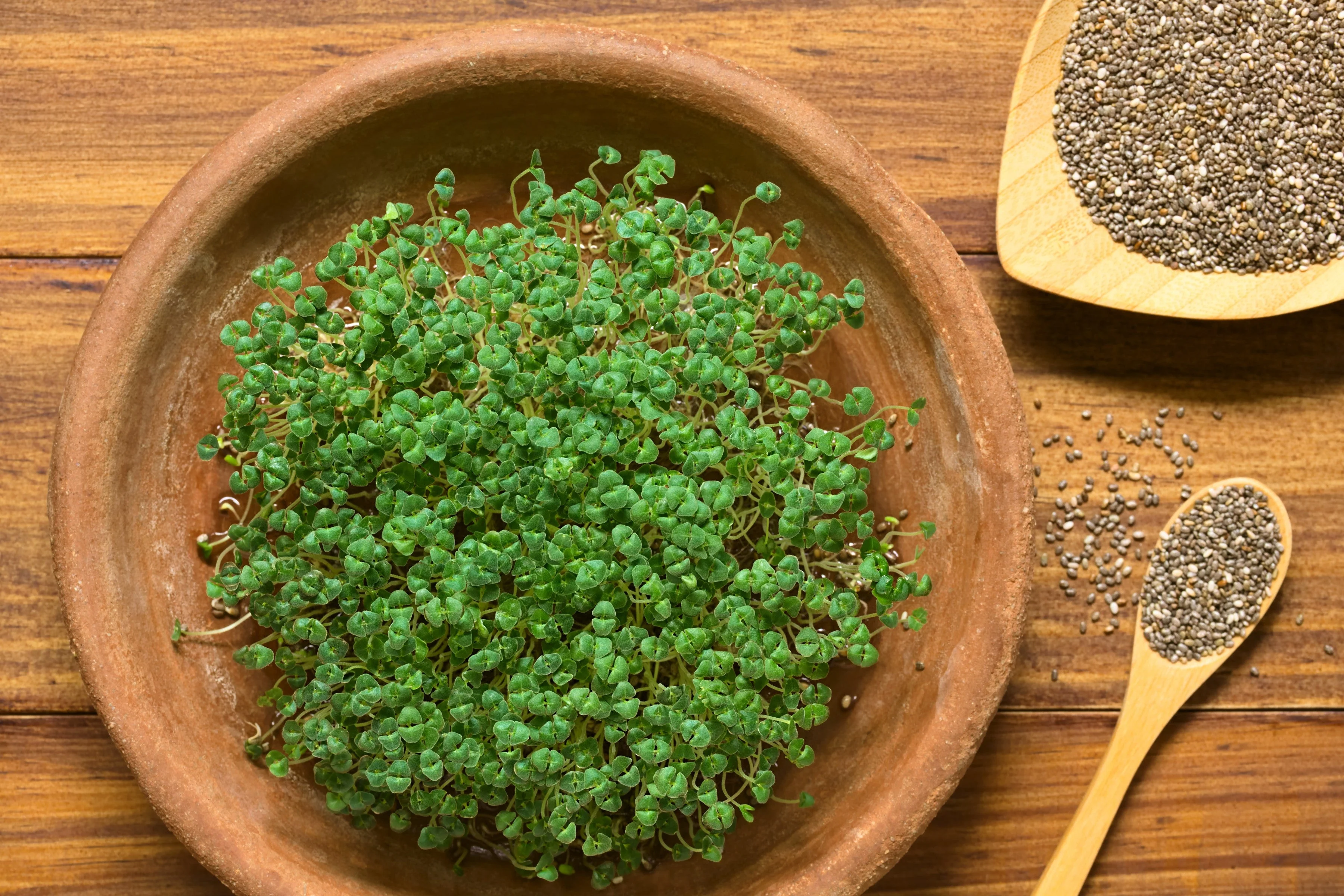 1000 CHIA SAGE / SALVIA Salvia Hispanica Flower Seeds - Image 3