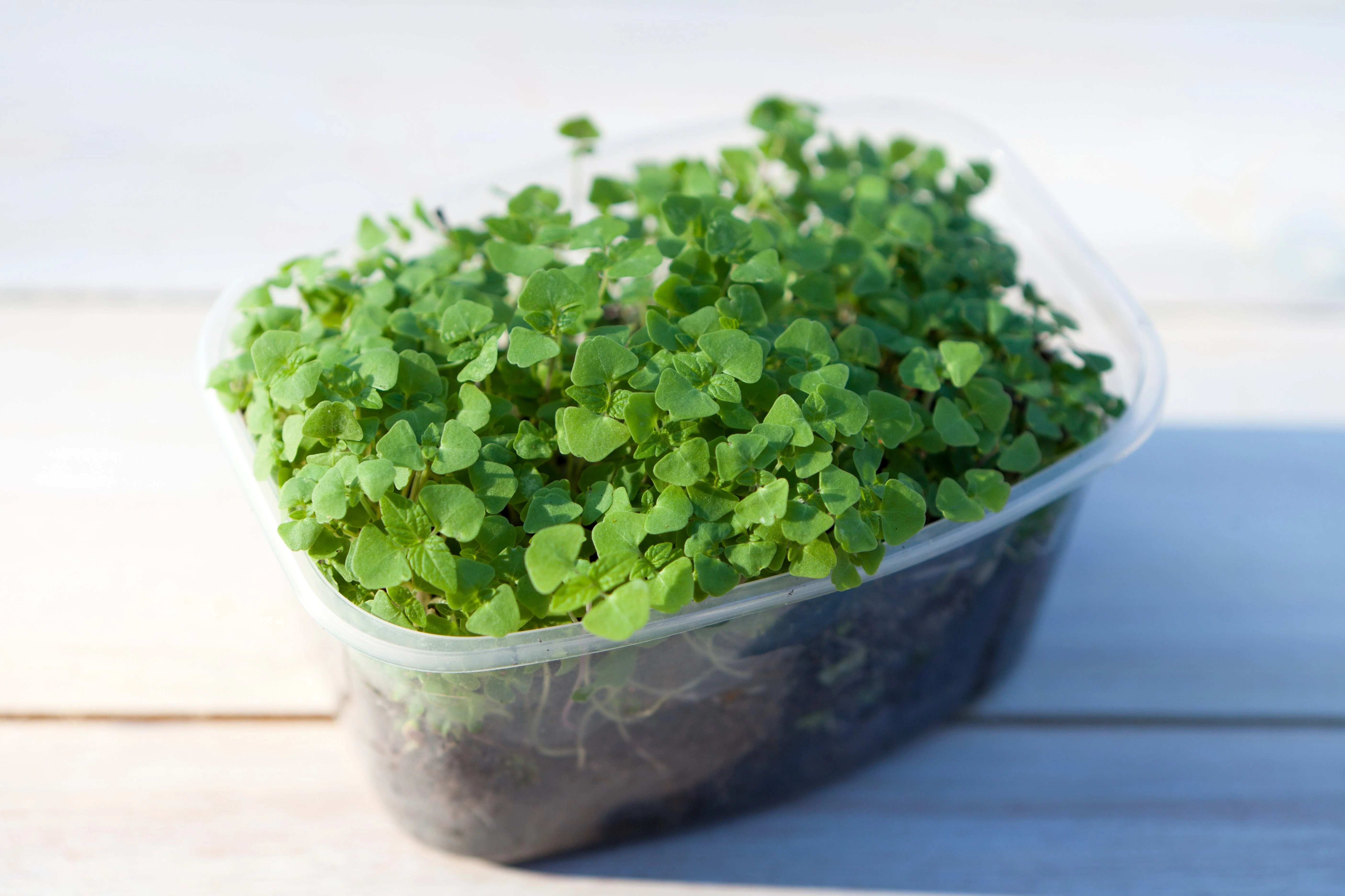 1000 CHIA SAGE / SALVIA Salvia Hispanica Flower Seeds - Image 7