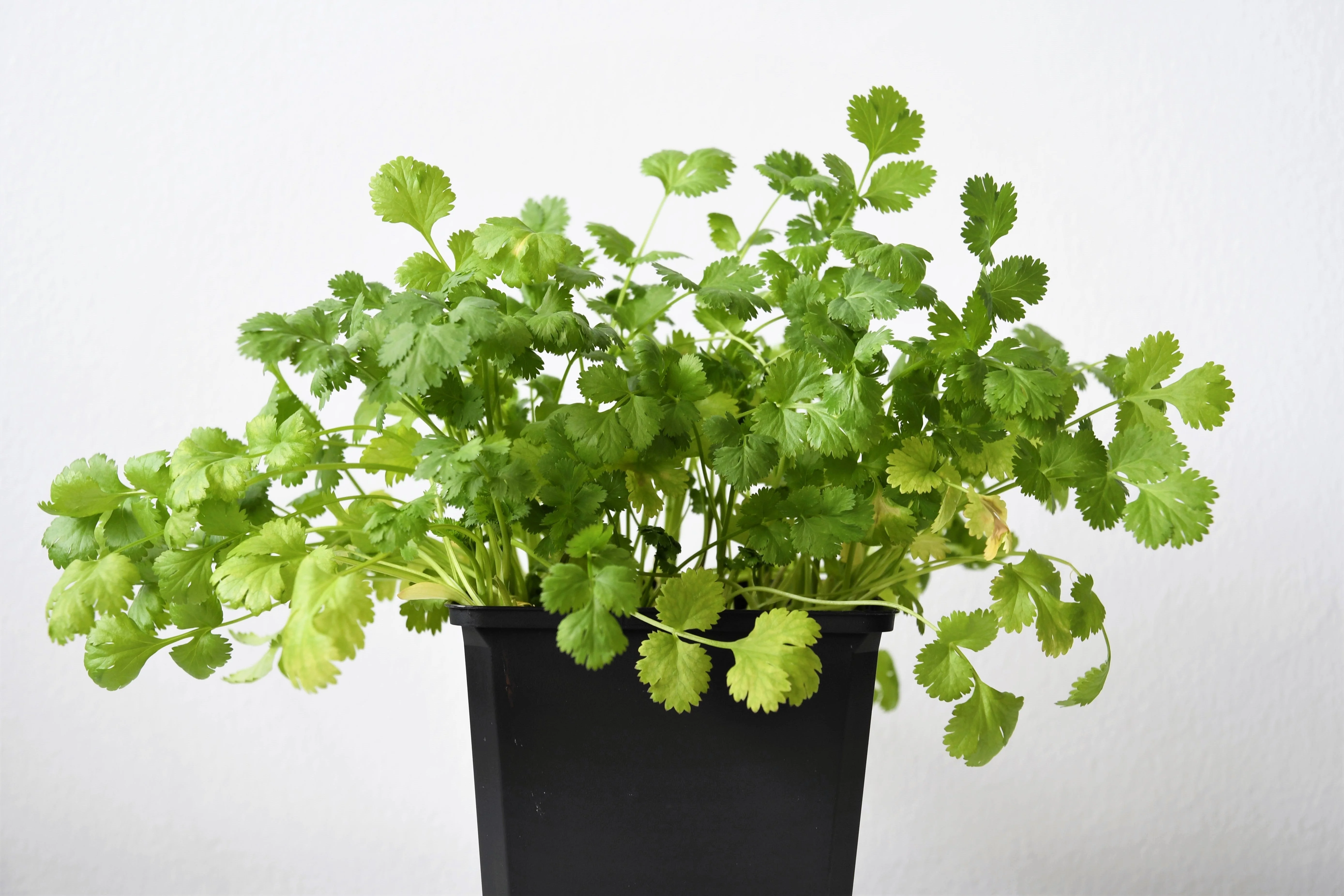 1000 CILANTRO / CORRIANDER / Chinese PARSLEY Coriandrum Sativum Herb Flower Seeds - Image 3
