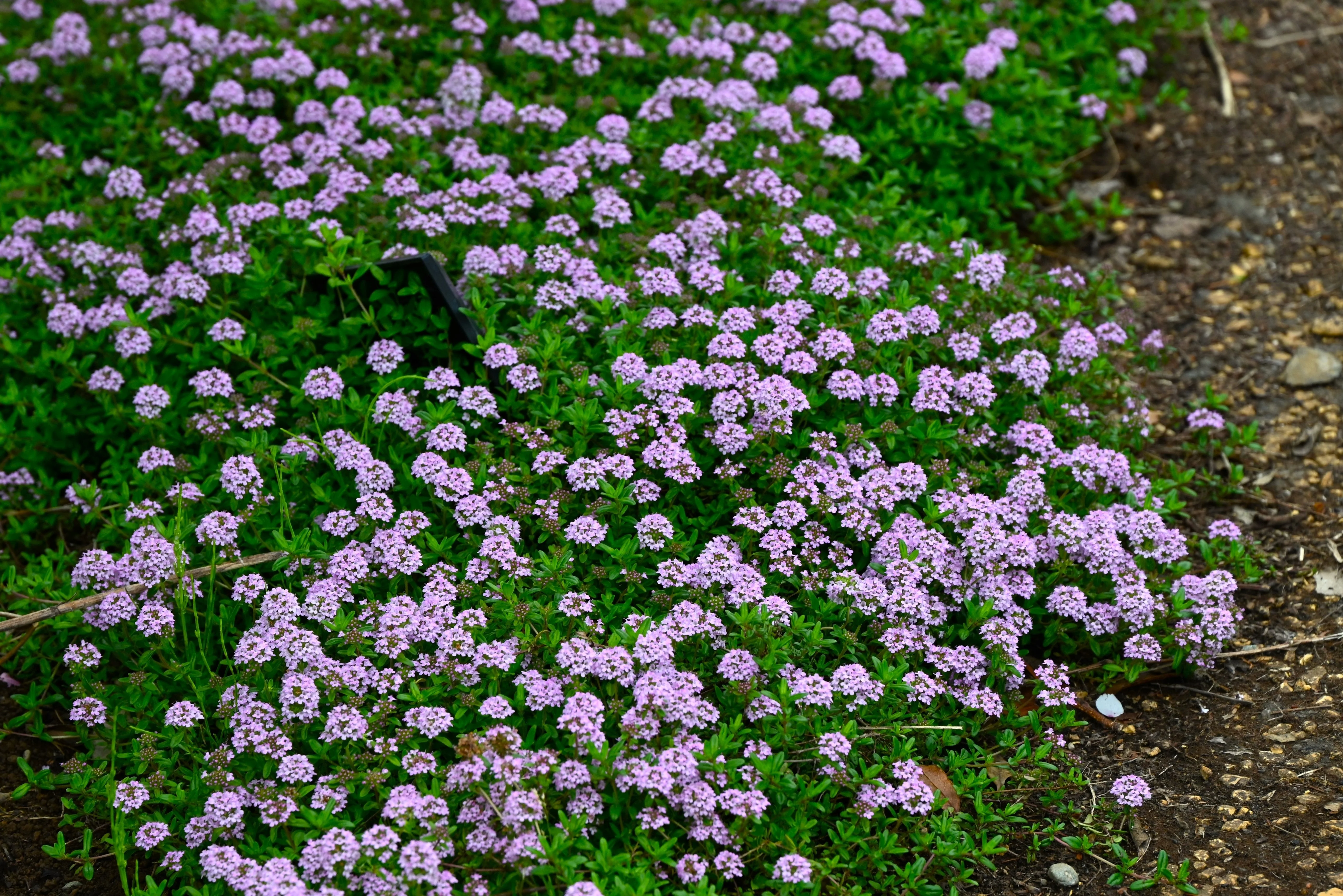 1000 Common GARDEN THYME English, German, French, or Winter Thymus Vulgaris Herb Flower Seeds - Image 2