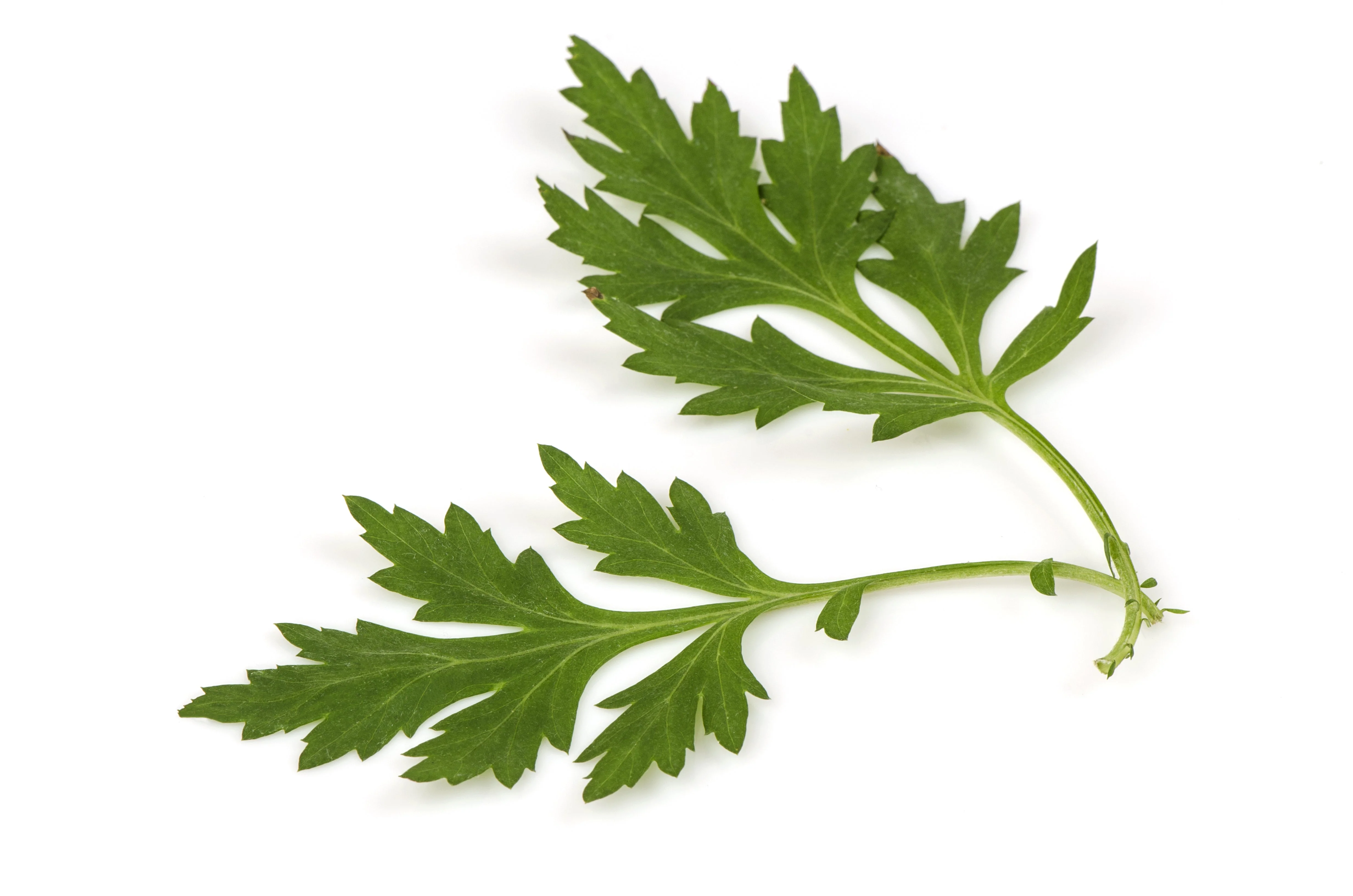 1000 COMMON MUGWORT Artemisia Vulgaris Wild Wormwood Herb Yellow Red Flower Seeds - Image 5