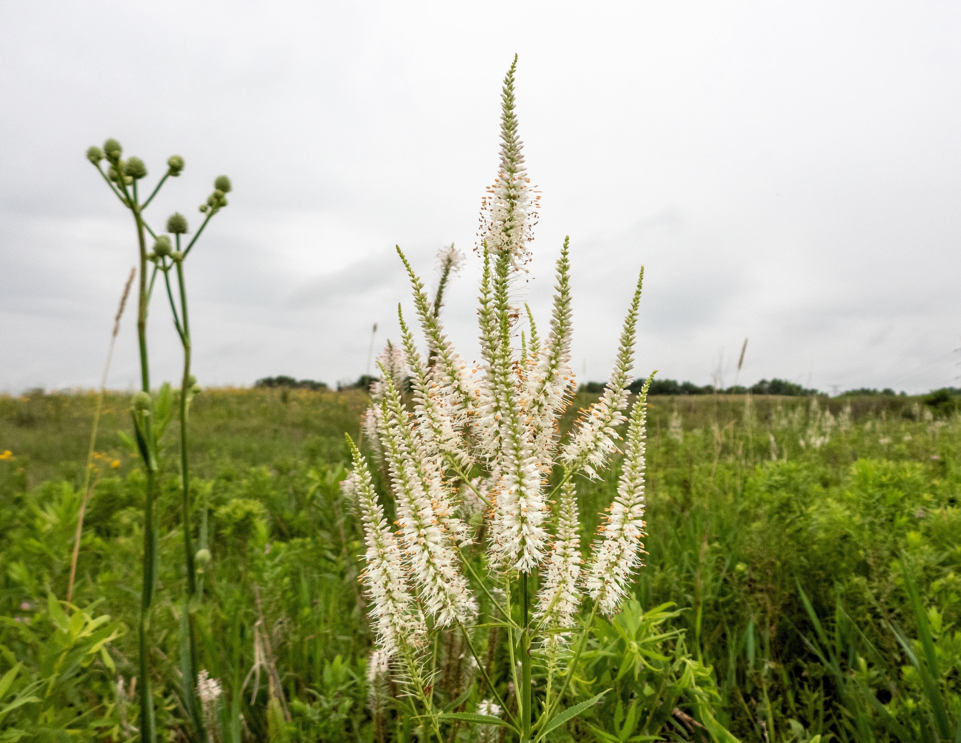 1000 CULVERS ROOT (Black Root) Veronicastrum Virginicum Flower Seeds - Image 6