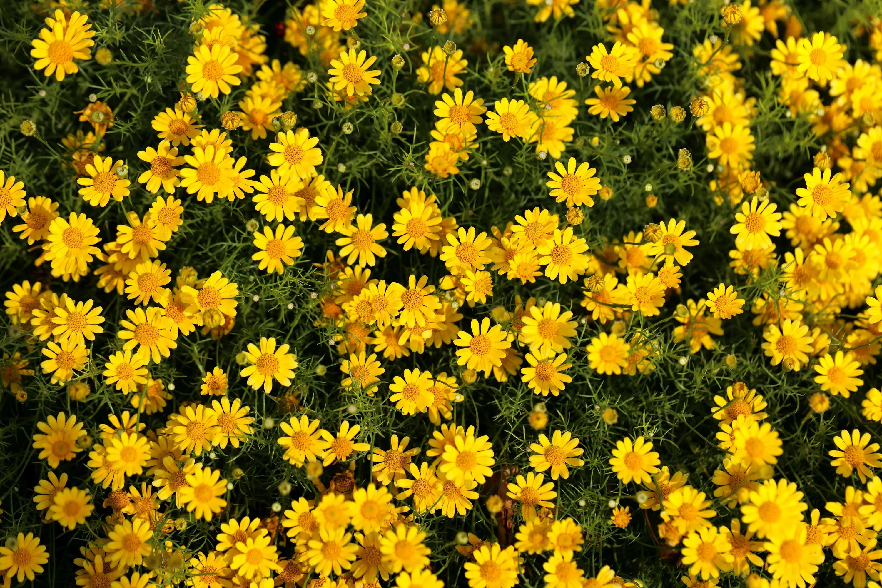 1000 DAHLBERG DAISY Thymophylla Tenuiloba Yellow Flower Seeds - aka Golden Fleece, Gold Carpet, Shooting Star - Image 2