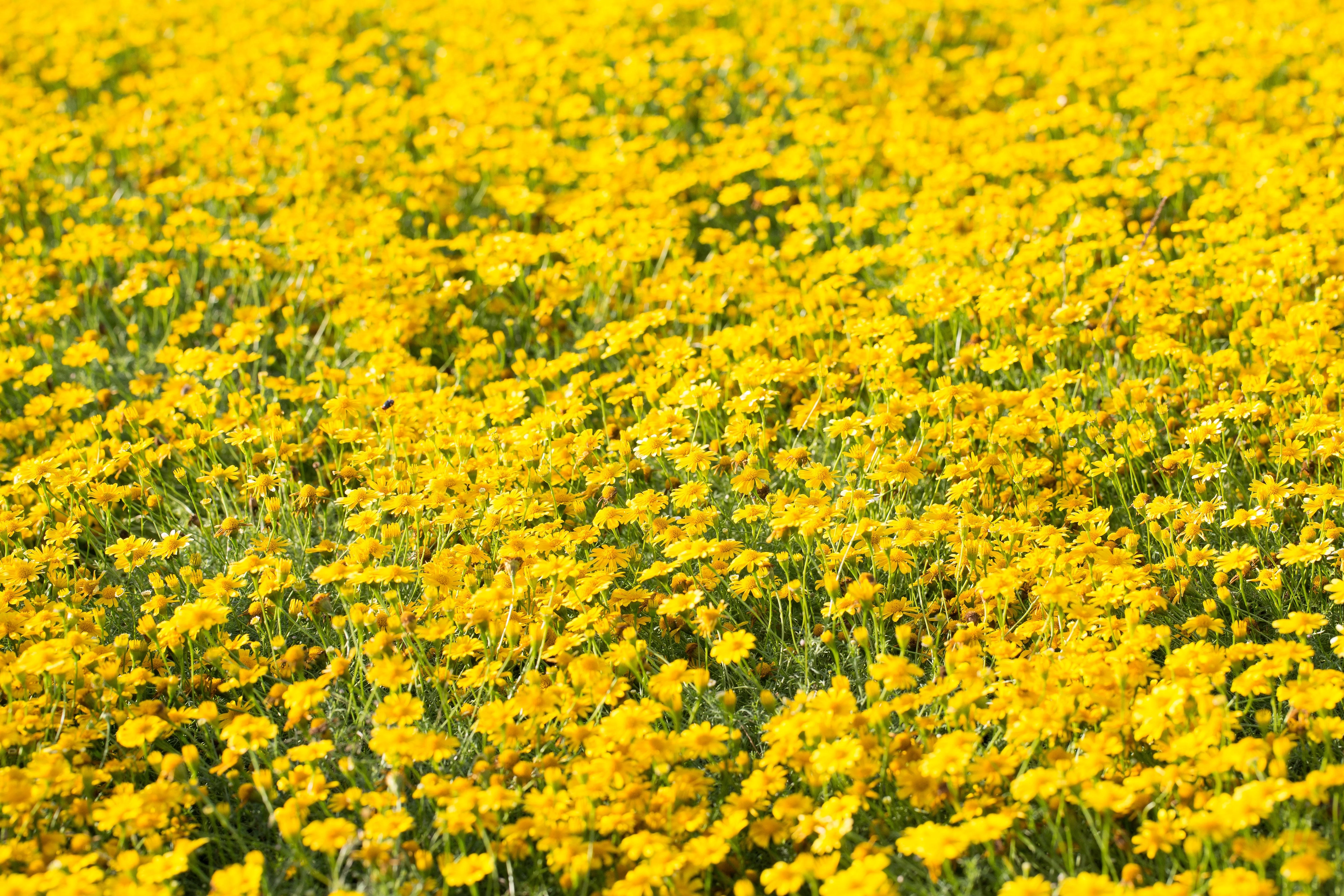 1000 DAHLBERG DAISY Thymophylla Tenuiloba Yellow Flower Seeds - aka Golden Fleece, Gold Carpet, Shooting Star - Image 3