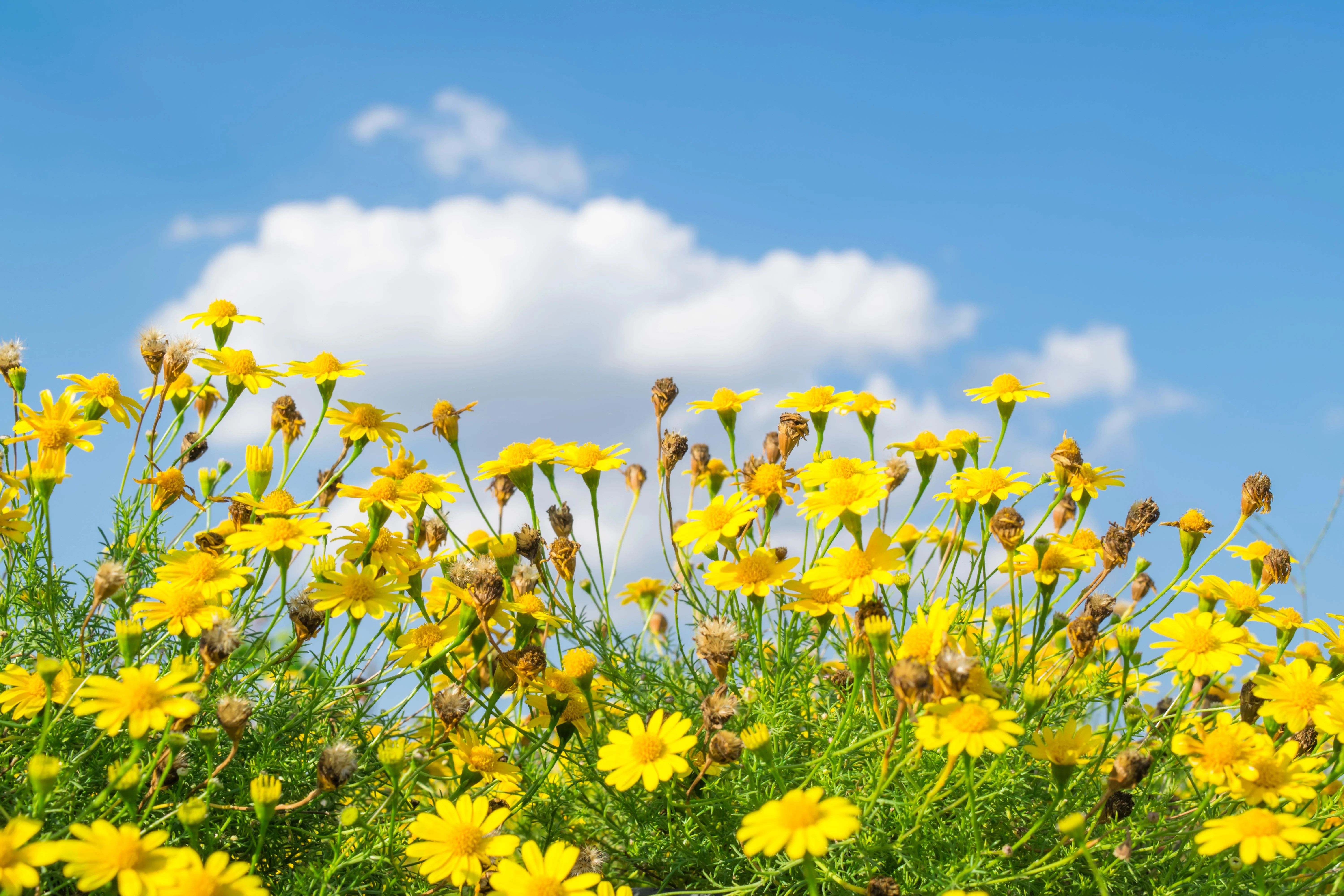 1000 DAHLBERG DAISY Thymophylla Tenuiloba Yellow Flower Seeds - aka Golden Fleece, Gold Carpet, Shooting Star - Image 6