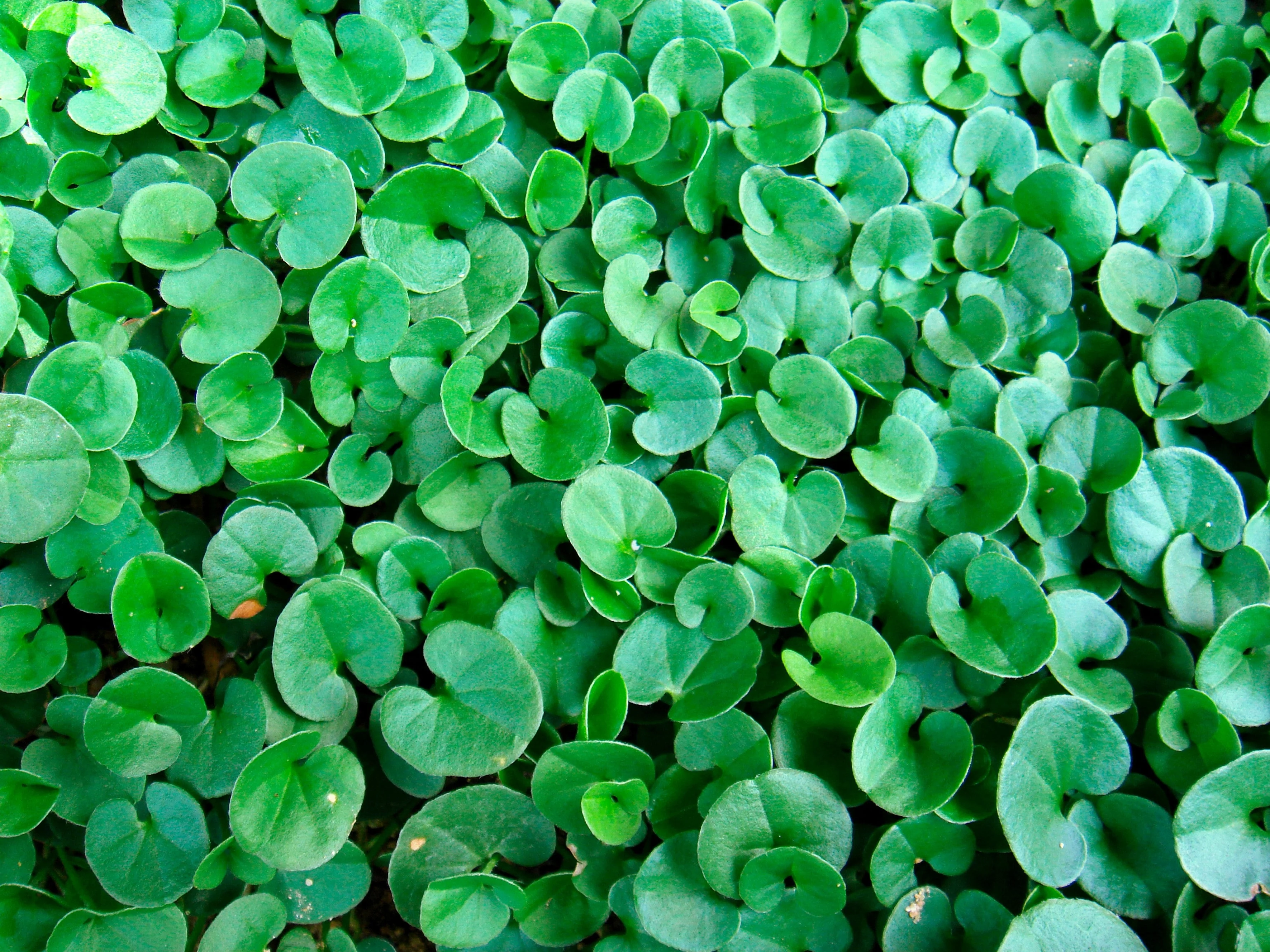 1000 DICHONDRA Repens aka Lawn Leaf Flower Evergreen Ground Cover Seeds - Image 9