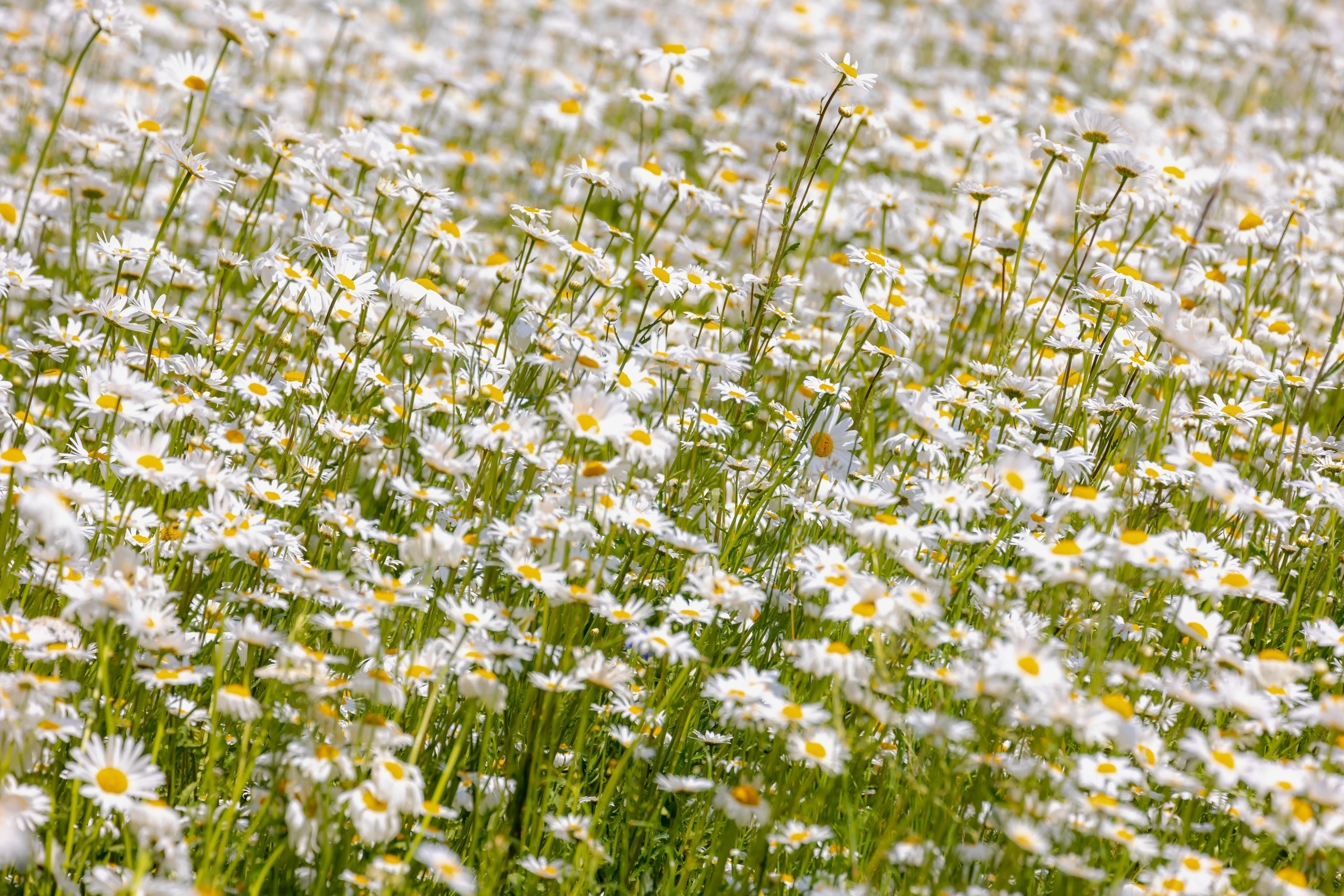 1000 DWARF White SHASTA DAISY Chrysanthemum Maximum Flower Seeds - Image 6