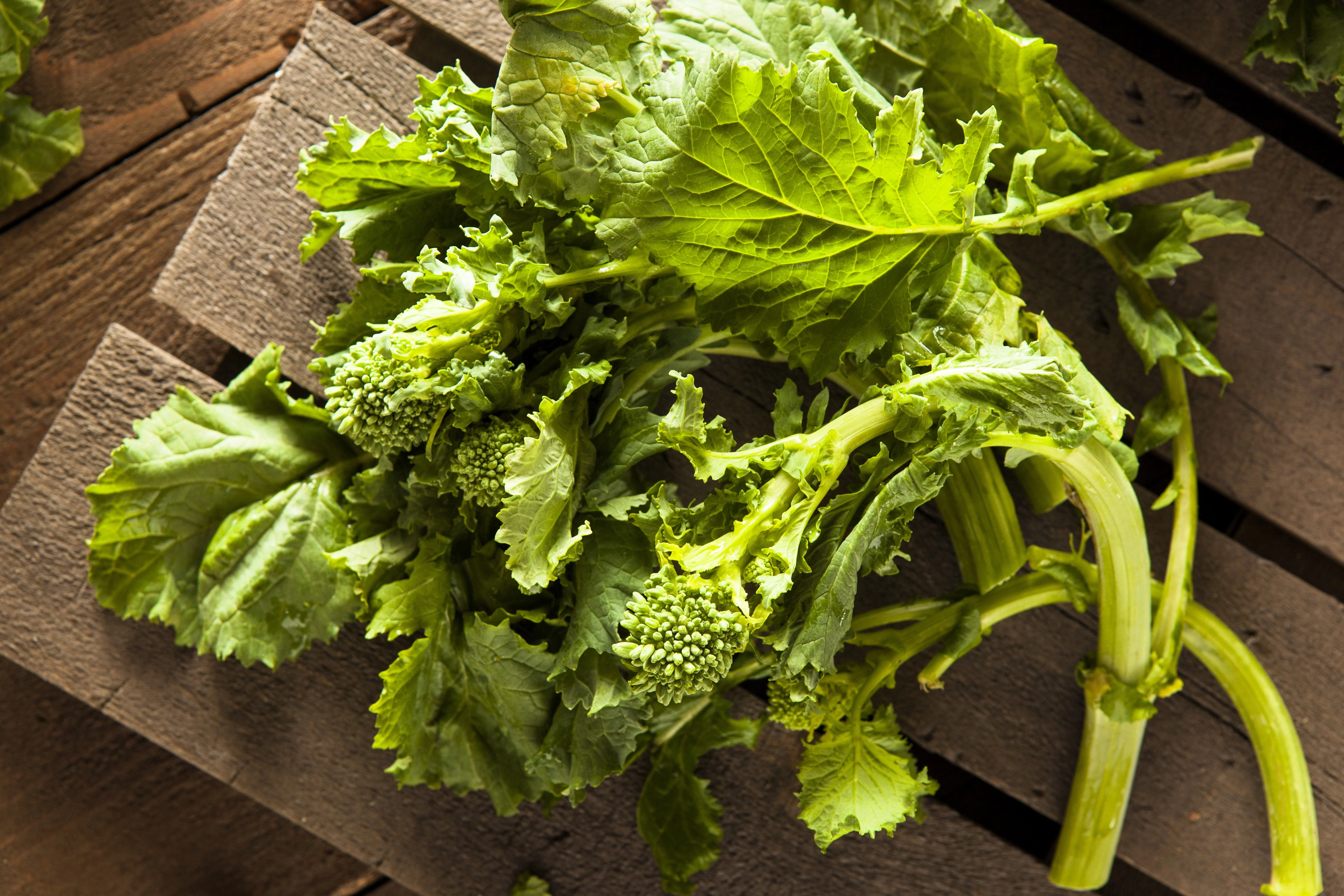1000 EARLY Fall RAPINI BROCCOLI (Broccoli Raab / Broccoli Rabe / Brocoletti / Cima di Rapa) Brassica Ruvo Vegetable Seeds - Image 2