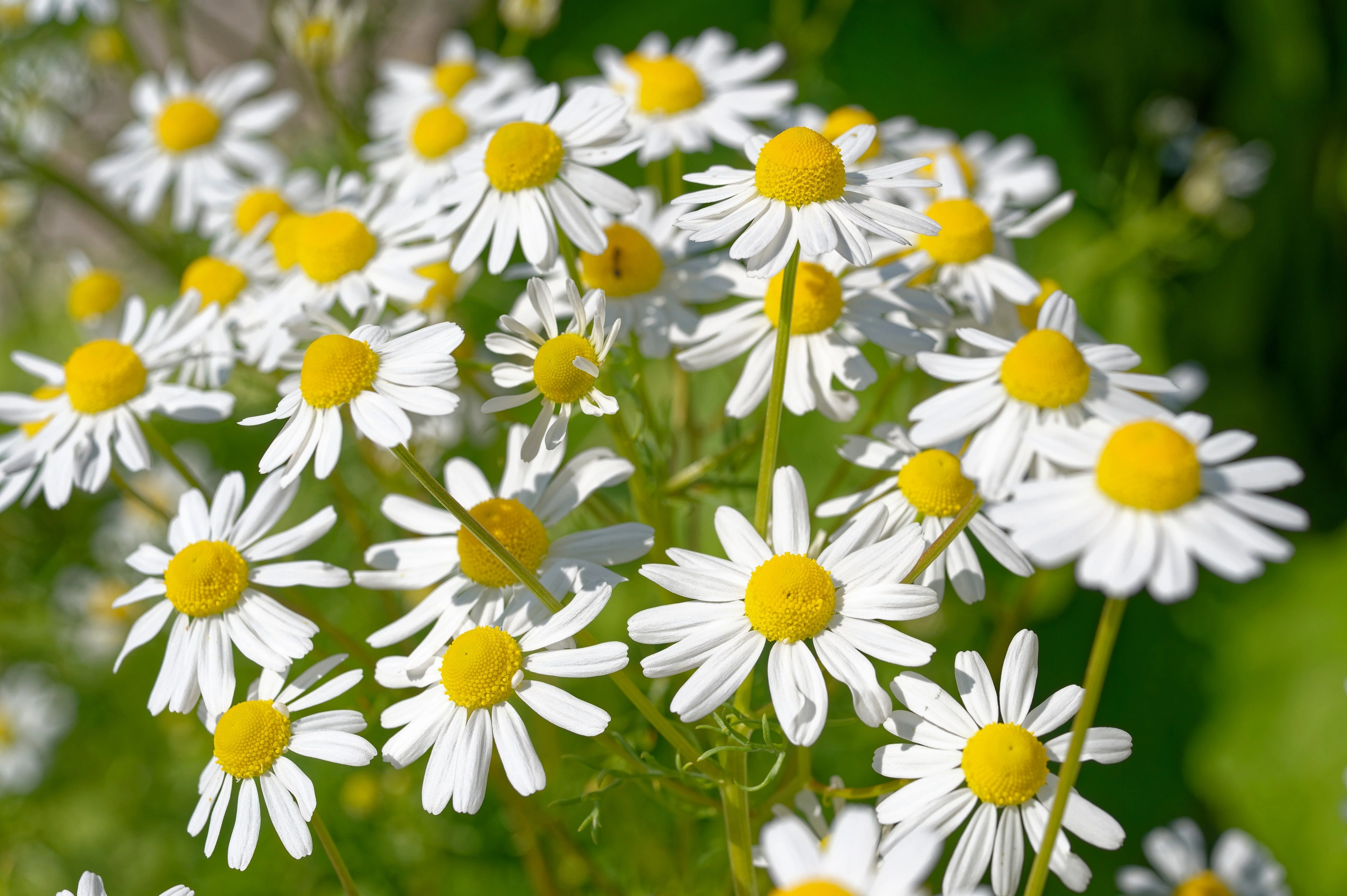 1000 GERMAN CHAMOMILE Matricaria Recutita Chamomilla Herb Flower Seeds - Image 3