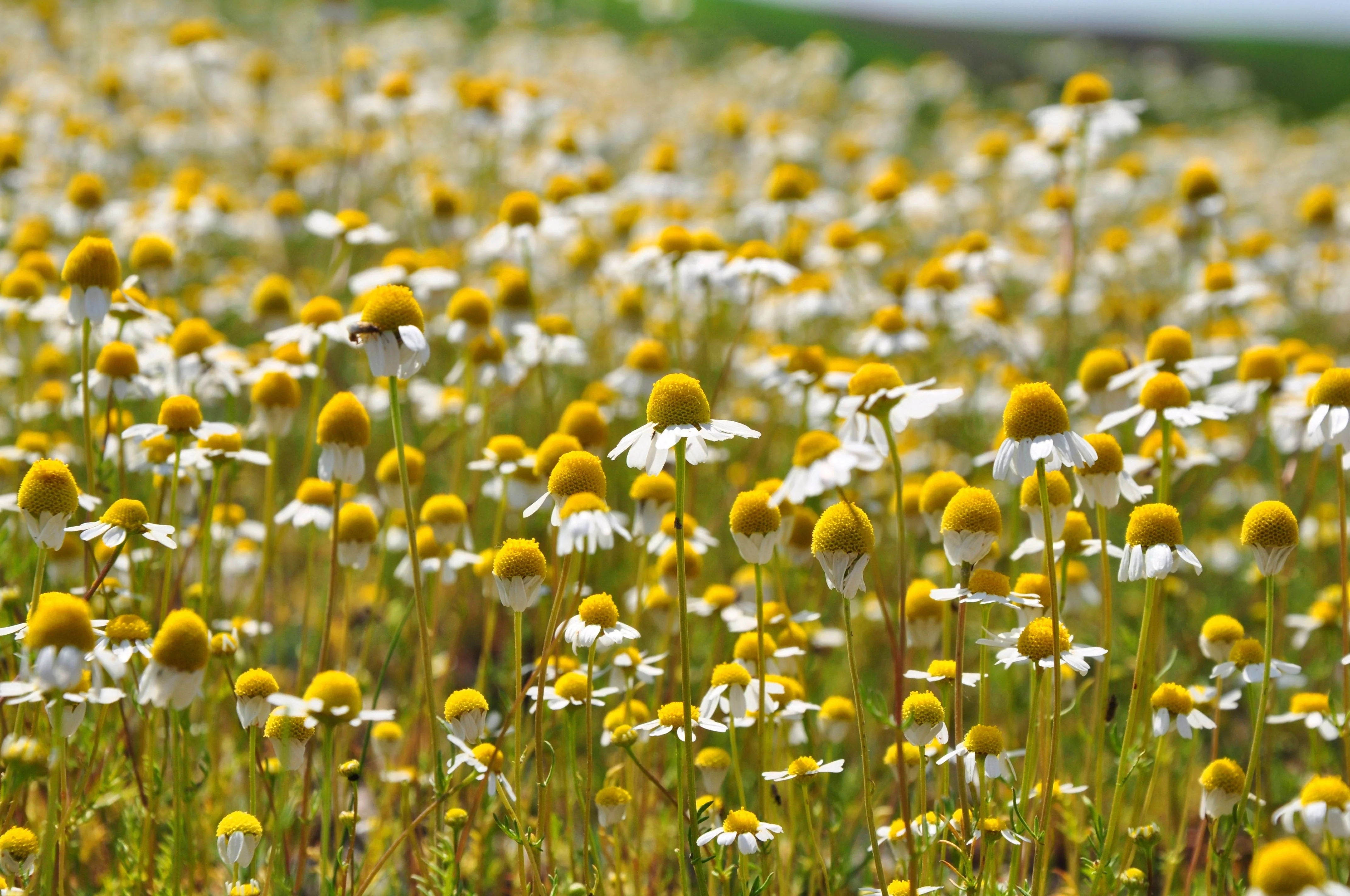 1000 GERMAN CHAMOMILE Matricaria Recutita Chamomilla Herb Flower Seeds - Image 5