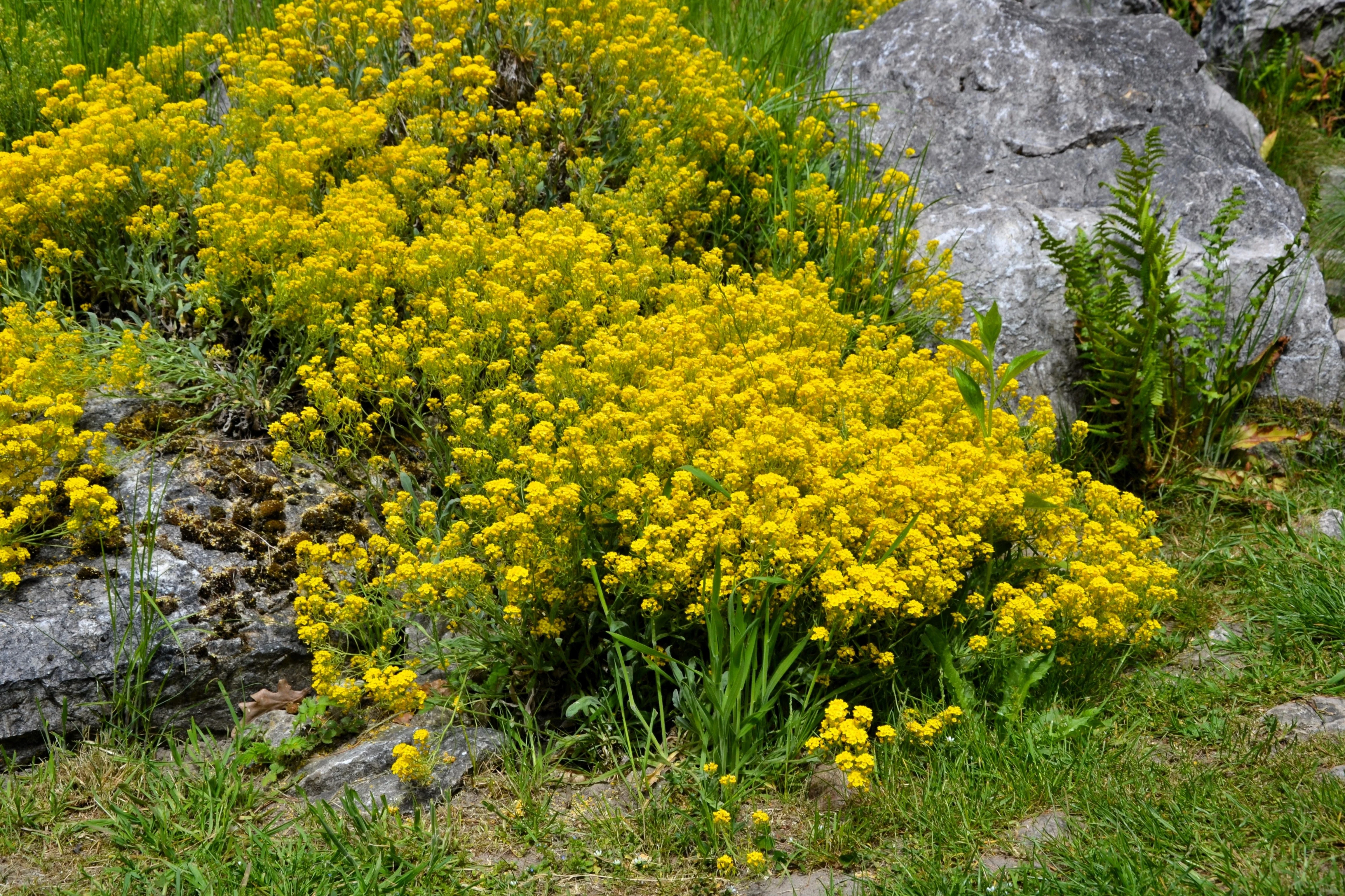 1000 GOLDEN TUFT ALYSSUM Basket of Gold Aurinia Saxatilis Yellow Flower Seeds - Image 2