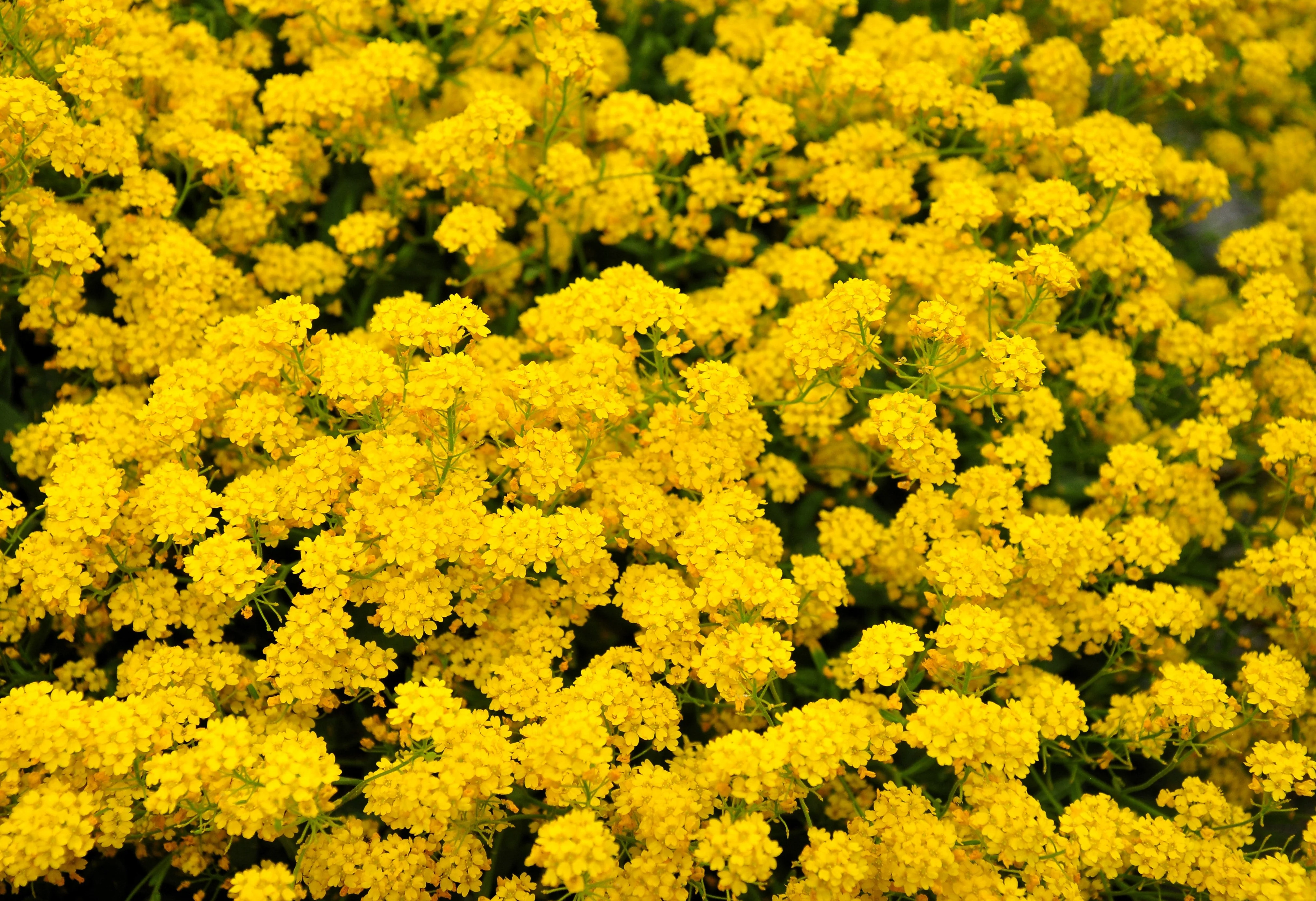 1000 GOLDEN TUFT ALYSSUM Basket of Gold Aurinia Saxatilis Yellow Flower Seeds - Image 6