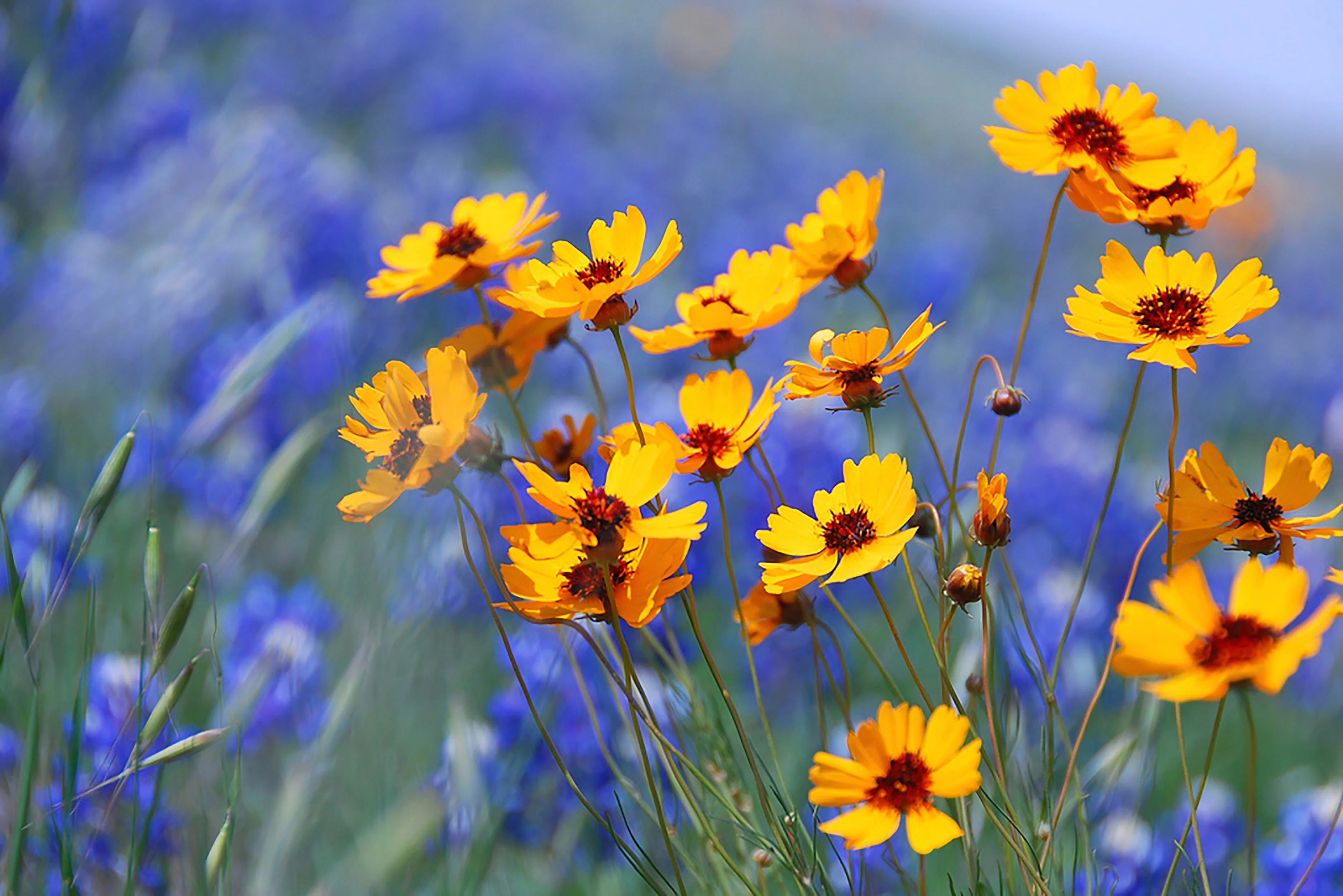 1000 GOLDEN WAVE COREOPSIS (Goldenmane Tickseed) Coreopsis Basalis Flower Seeds - Image 3