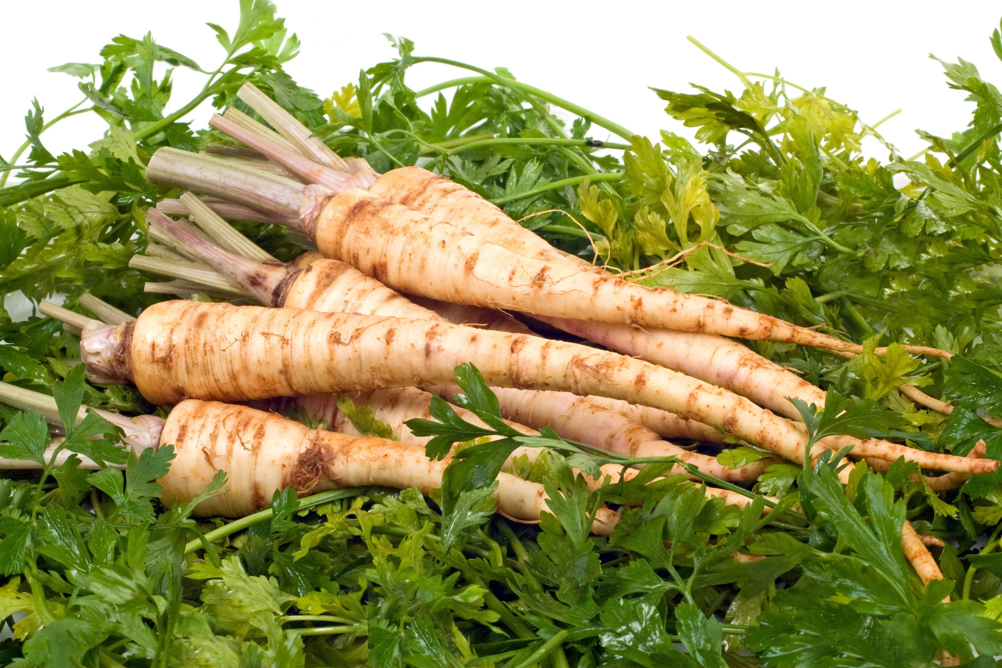 1000 HAMBURG ROOTED PARSLEY Petroselinum Crispum Tuberosum Root Vegetable Seeds - Image 2