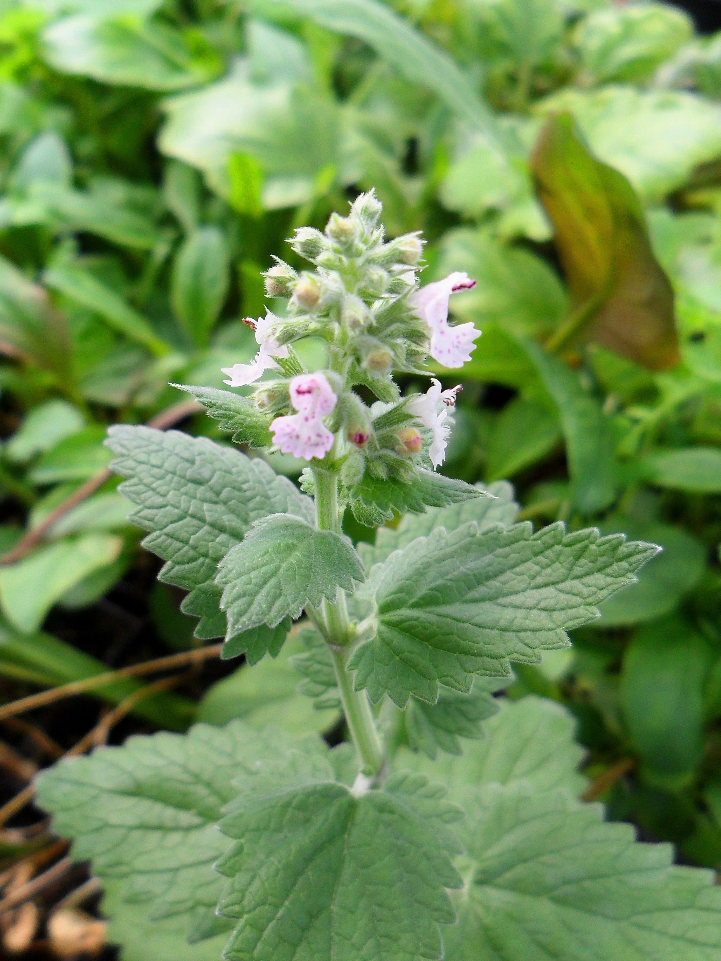 1000 HEIRLOOM CATNIP Nepeta Cataria Herb Flower Seeds - Image 9