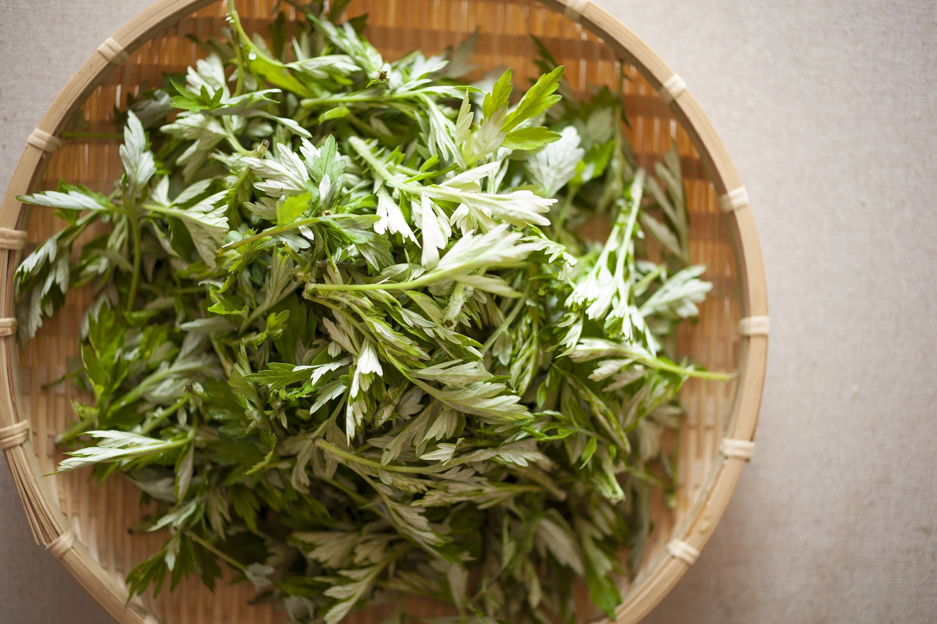 1000 JAPANESE MUGWORT Artemisia Princeps Korean Wormwood Yomagi Herb Yellow Flower Seeds - Image 3
