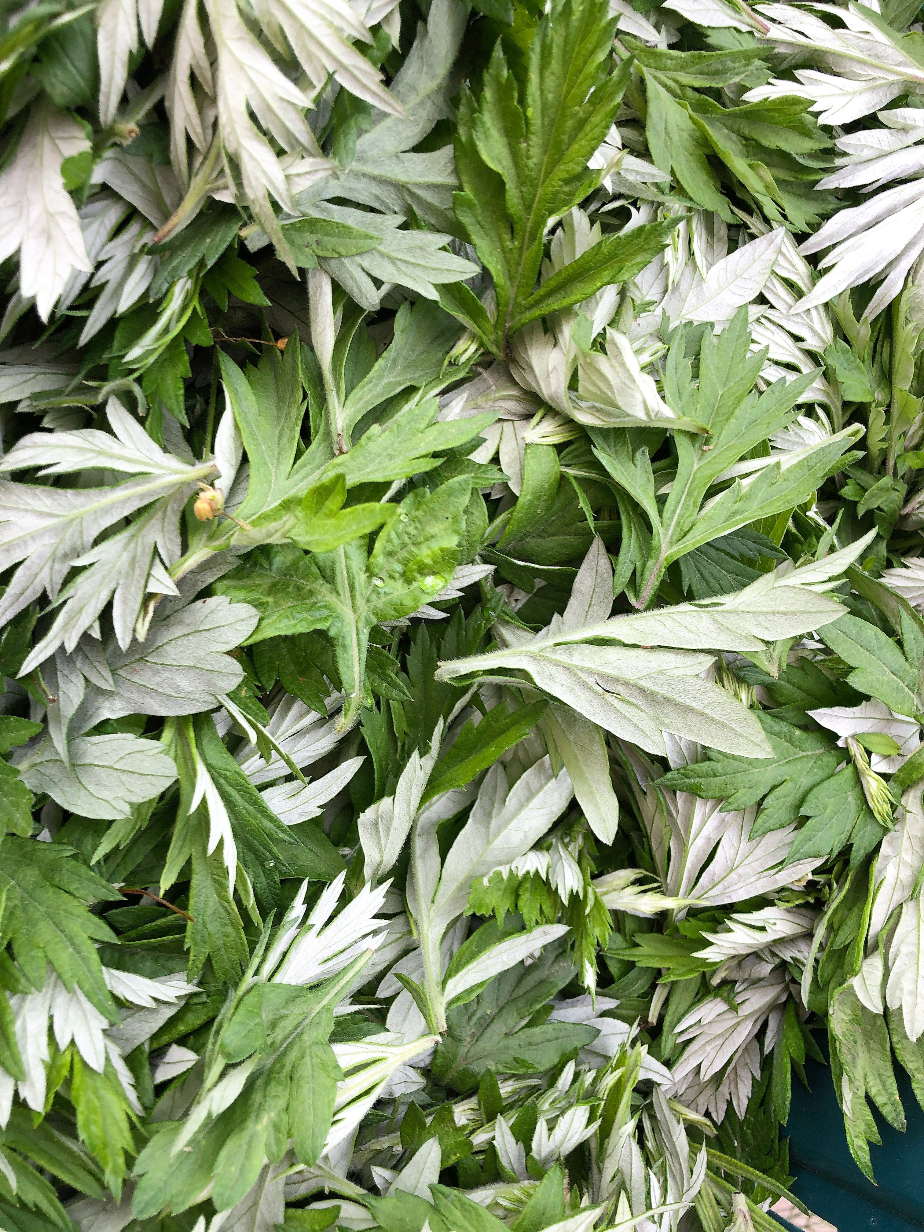 1000 JAPANESE MUGWORT Artemisia Princeps Korean Wormwood Yomagi Herb Yellow Flower Seeds - Image 6