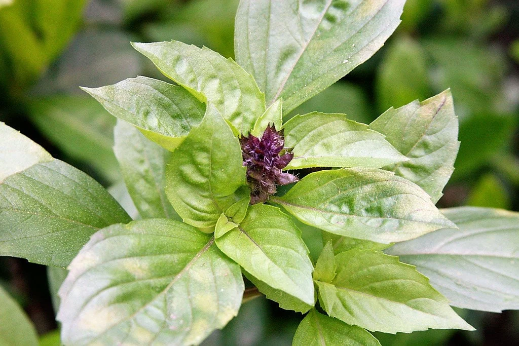1000 LICORICE BASIL Ocimum Basilicum HERB Flower Seeds - Image 2
