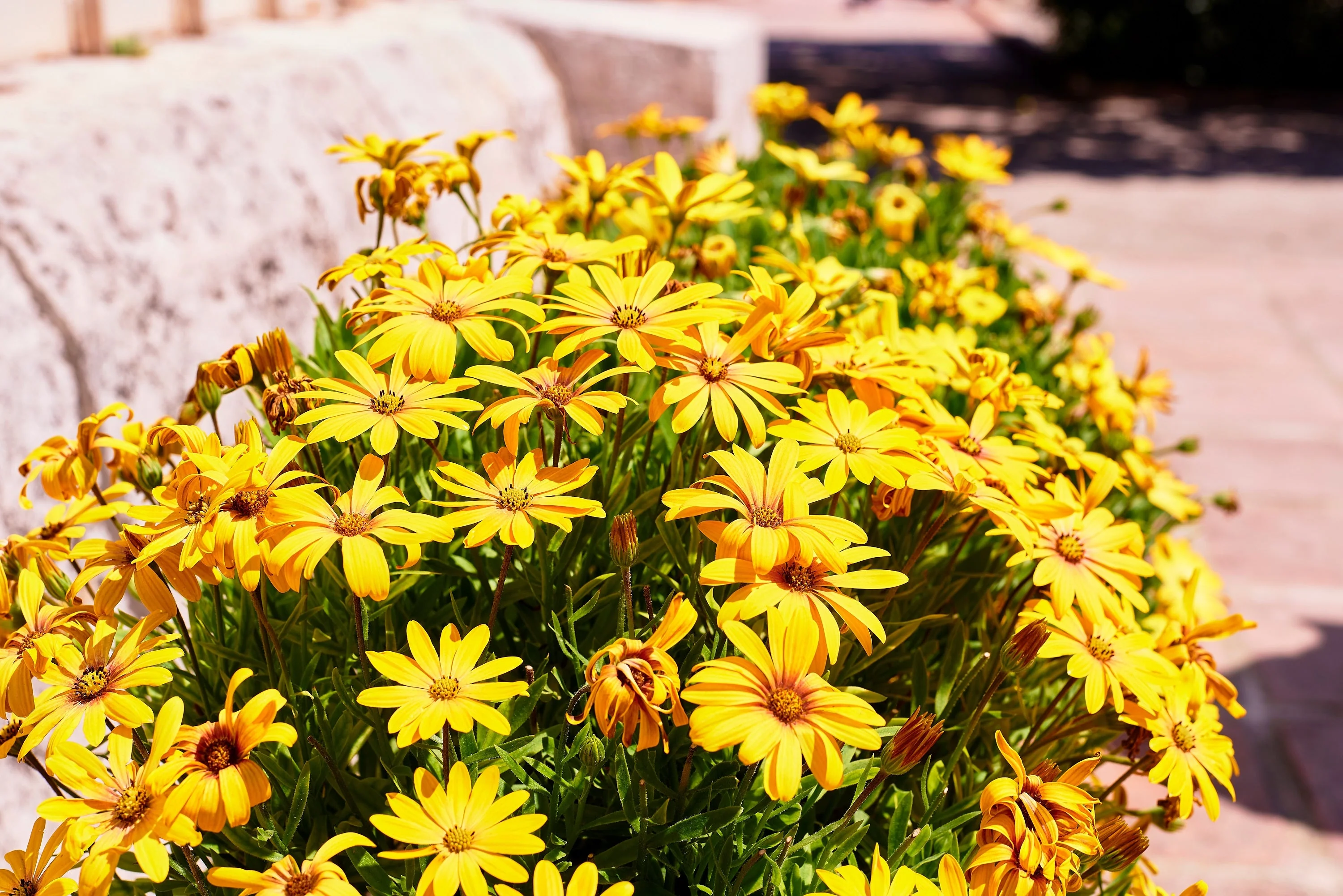 1000 MIXED AFRICAN DAISY ( Cape Marigold / Sun Marigold ) Dimorphotheca Sinuata Flower Seeds - Image 12