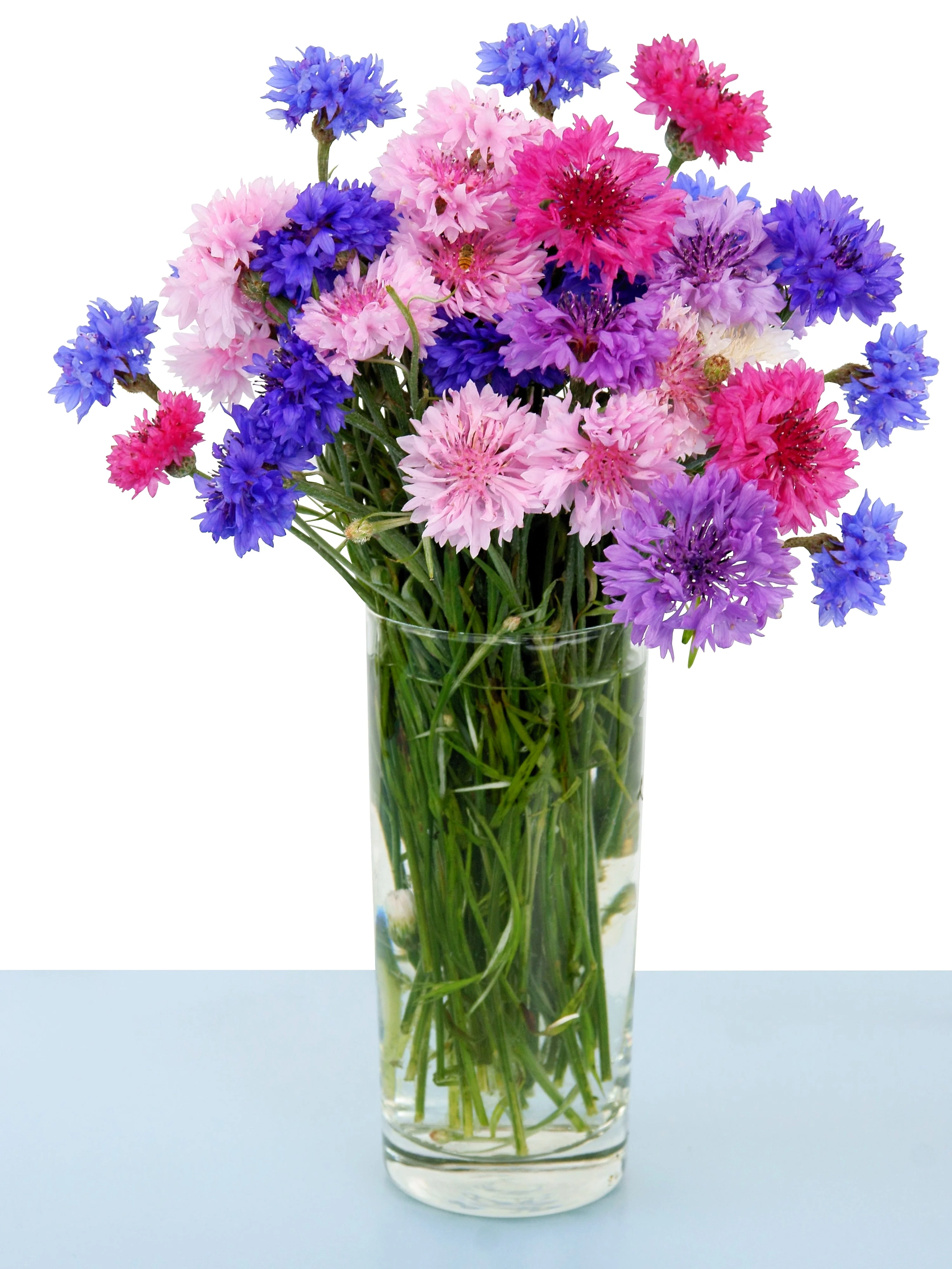 1000 Mixed BACHELORS BUTTON CORNFLOWER Centaurea Seeds - Image 10