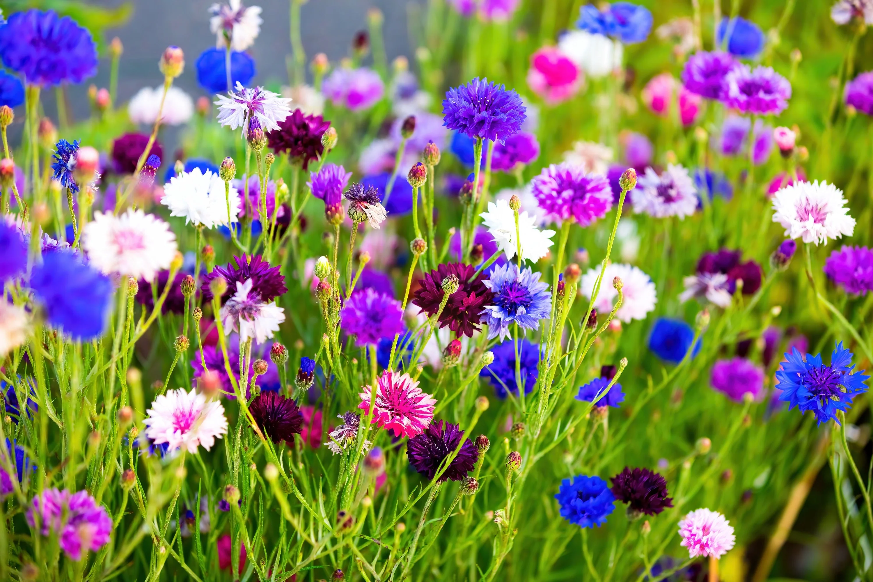 1000 Mixed BACHELORS BUTTON CORNFLOWER Centaurea Seeds - Image 2