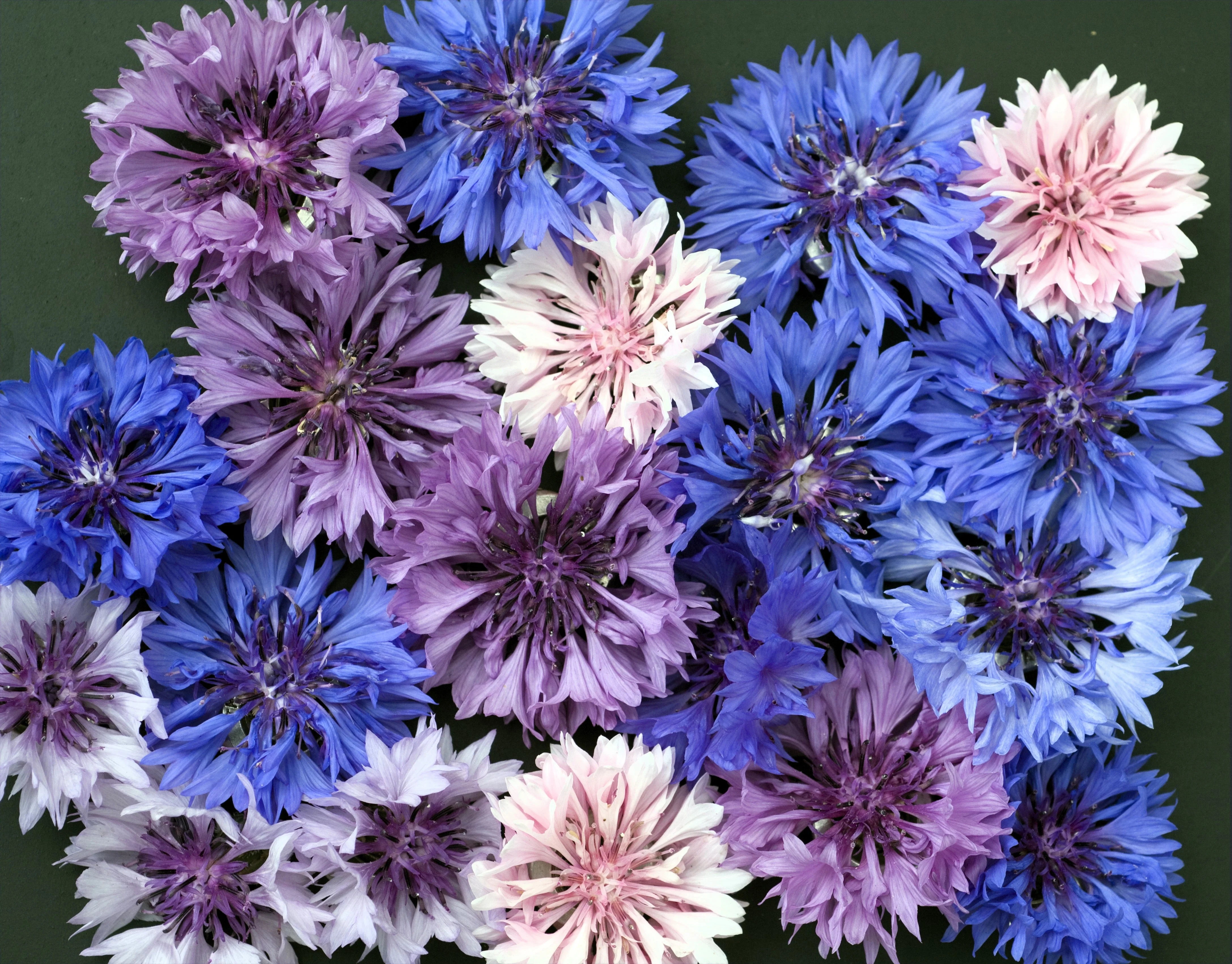 1000 Mixed BACHELORS BUTTON CORNFLOWER Centaurea Seeds - Image 6